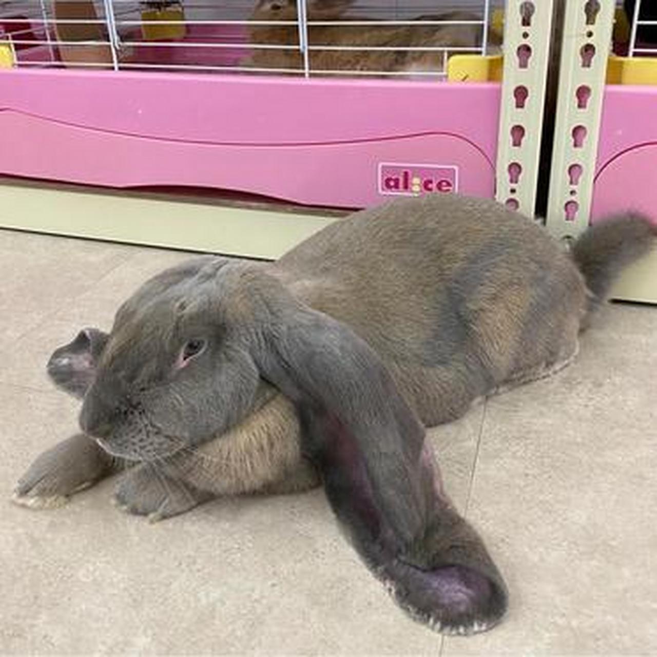 这兔子是啥品种,这么大,能吃吗