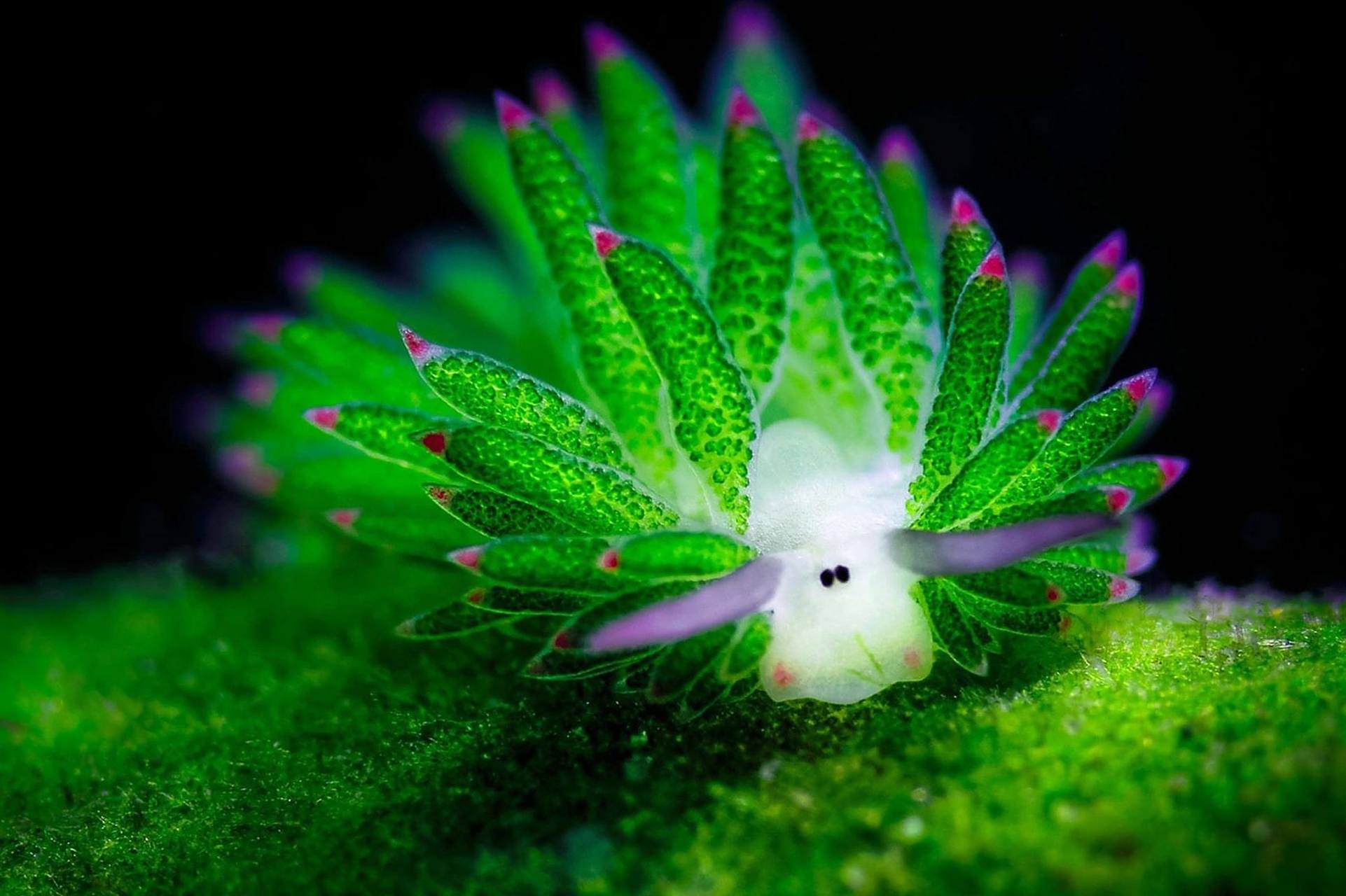 海洋生物-海兔 73 学名海蛞蝓,是螺类的一种,海兔科海洋腹足纲厚鳃