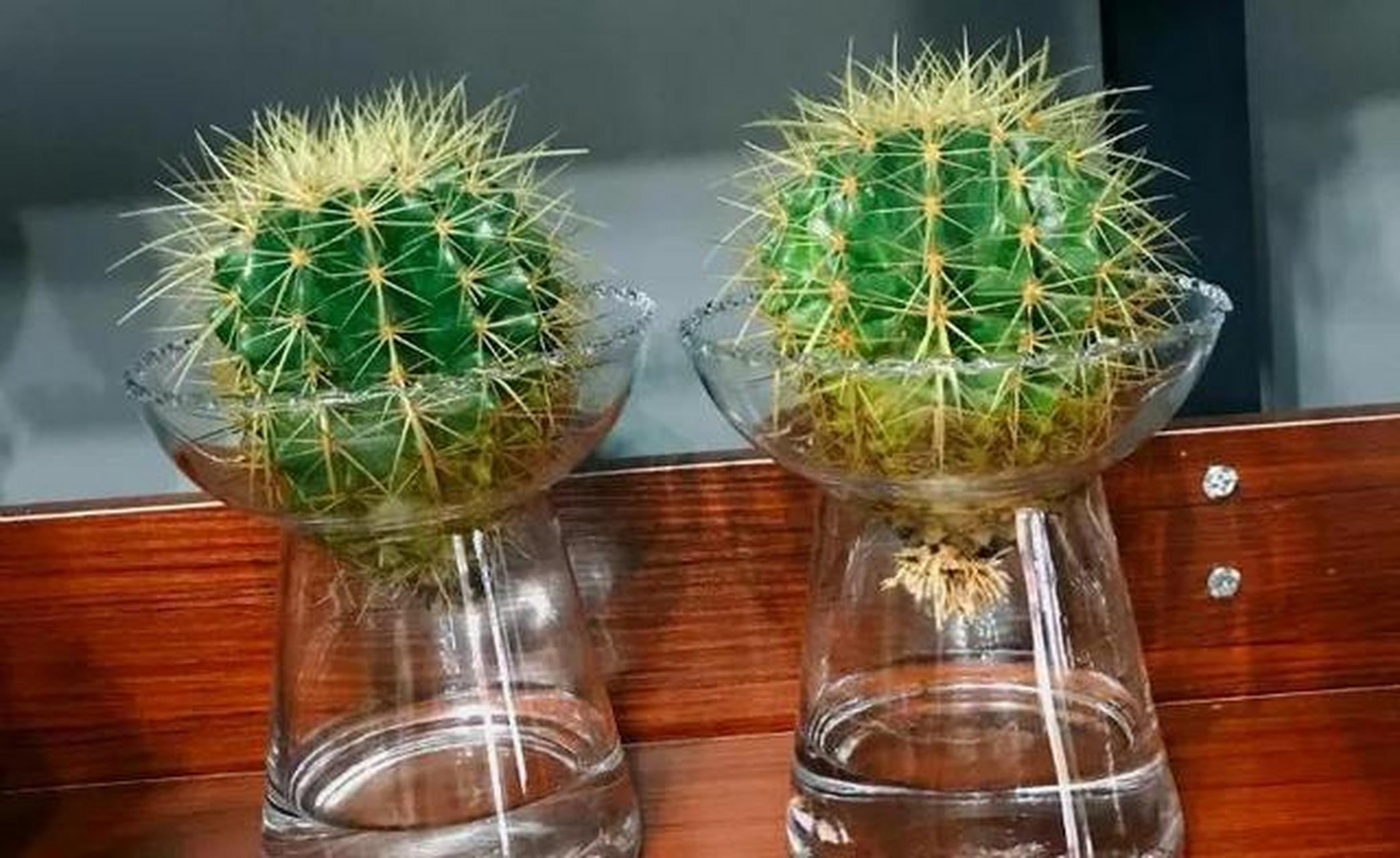 仙人球水培[星星]不信你养不好[星星]仙人球其实水培起来最简单[星星]