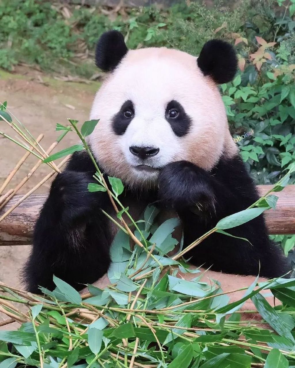 可爱的大熊猫儿歌图片