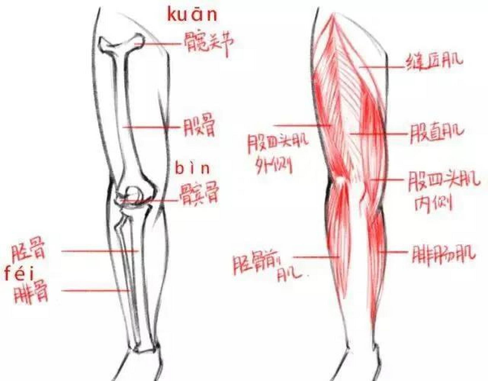 膝盖内侧疼痛图解图片