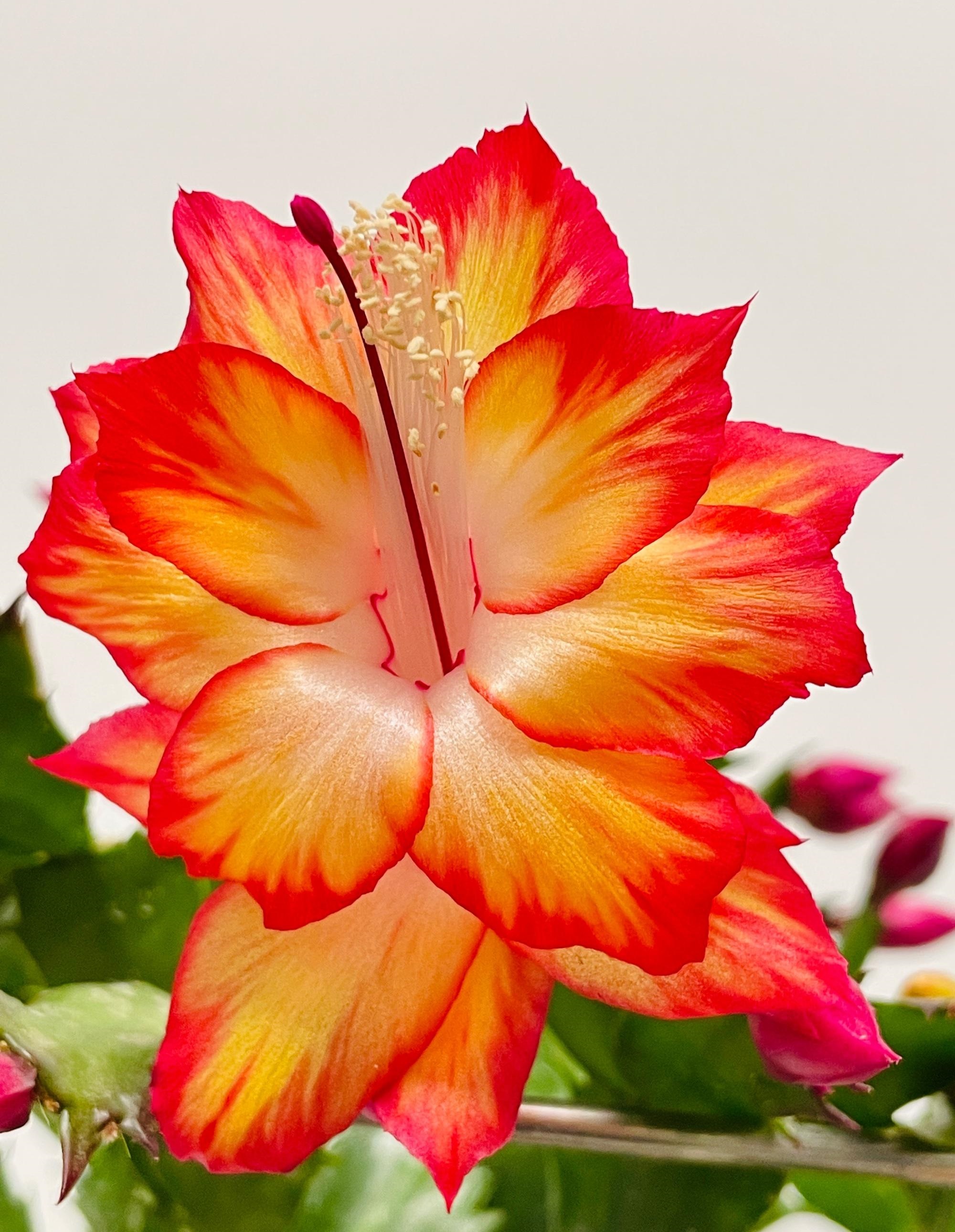 金秋图文动态创作节# 秋天,是适合养蟹爪兰的季节,给大家推荐一个很