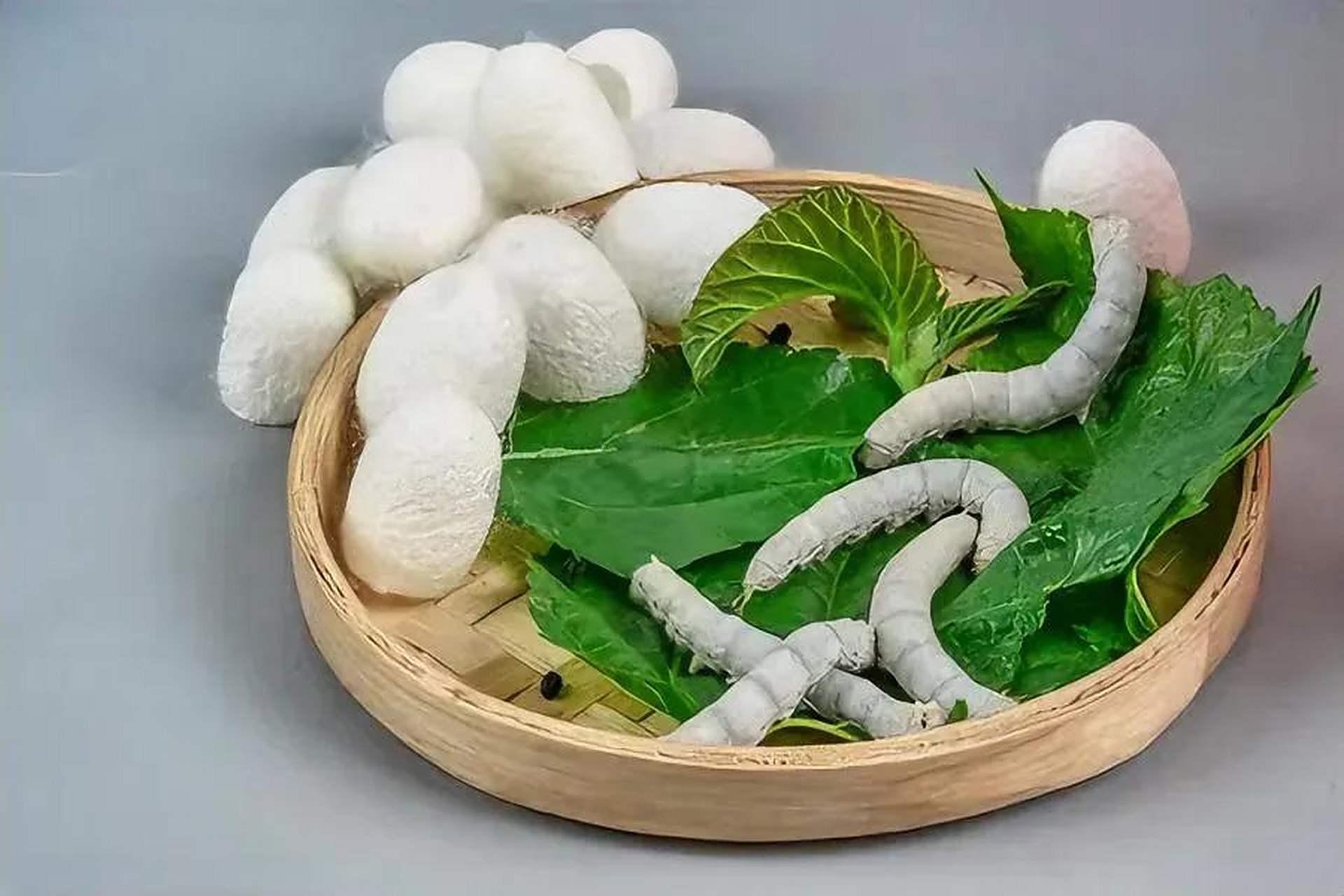 为什么养蚕户喜欢养雄蚕?蚕,是人类文明中的珍贵生物资源.