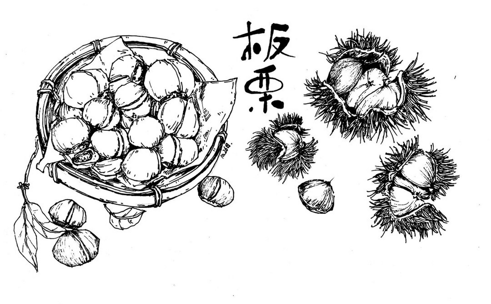 秋日果实《板栗》