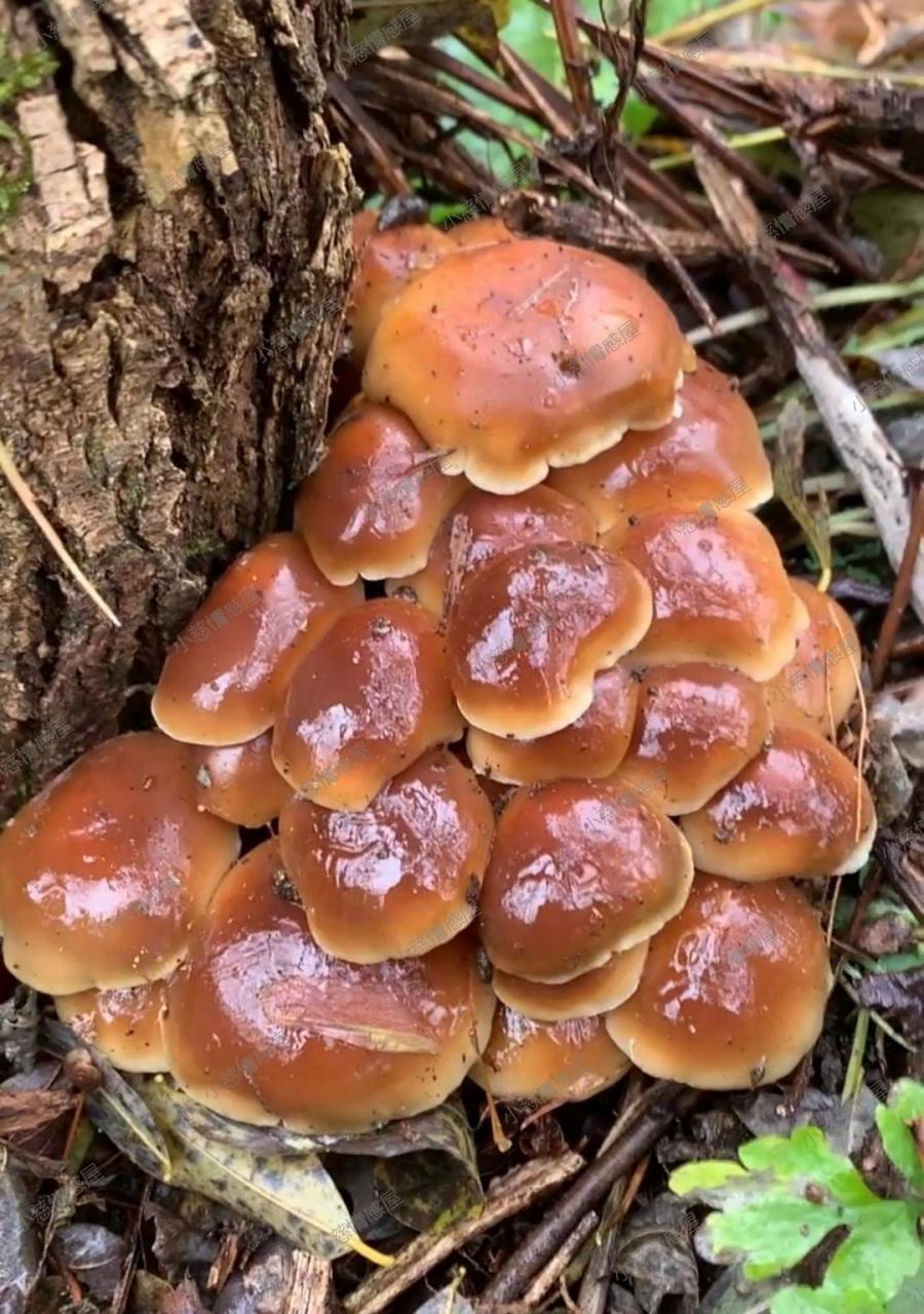 网友:这小冻蘑真是颜值爆表,色泽鲜亮,像个小精灵一样.