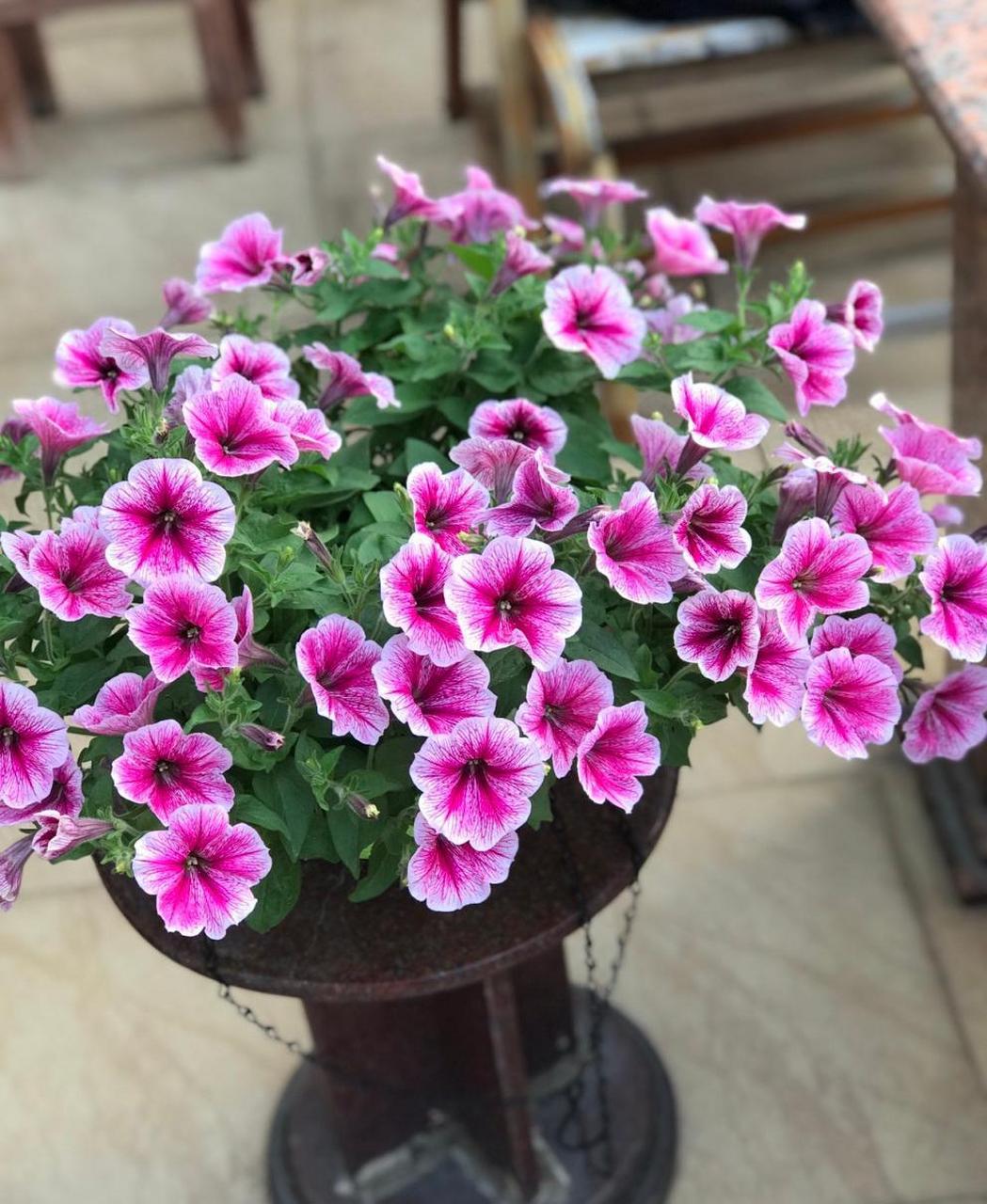 矮牵牛"冰淡粉",新手也能养爆盆的草花,每年三1月 份气温一升高就开始