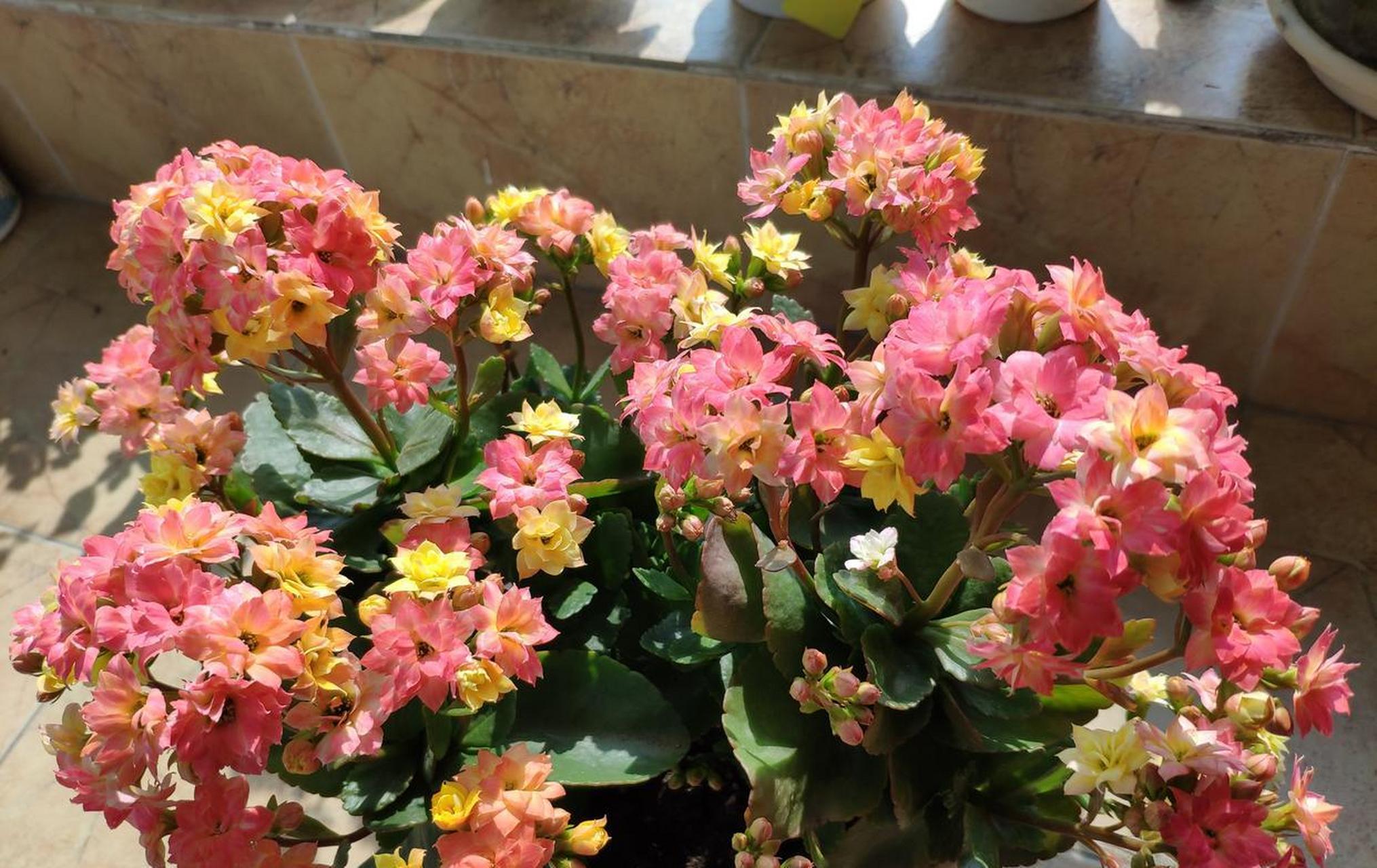 会变色的长寿花——外星人,也叫et,小型品种,植株紧凑圆润,株高20厘米