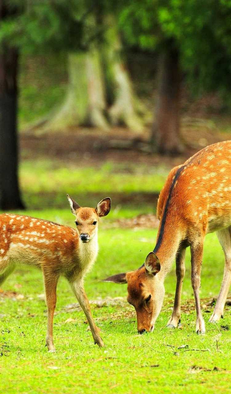 奈良遇见小鹿斑比.图文伙伴计划 奈良公园 #日本旅游