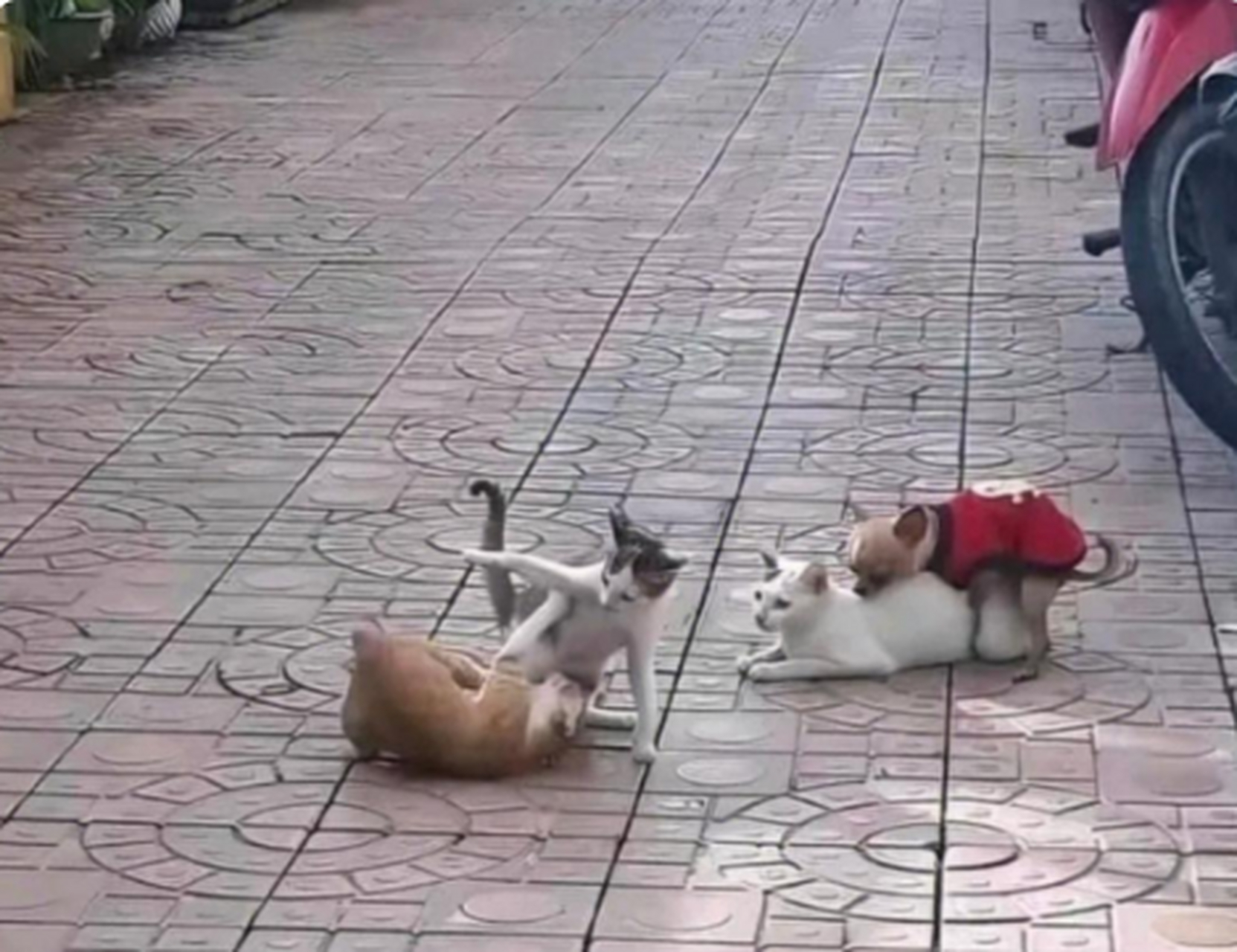 这个世界太疯狂了,耗子给猫当伴娘,狗子跟猫谈对象