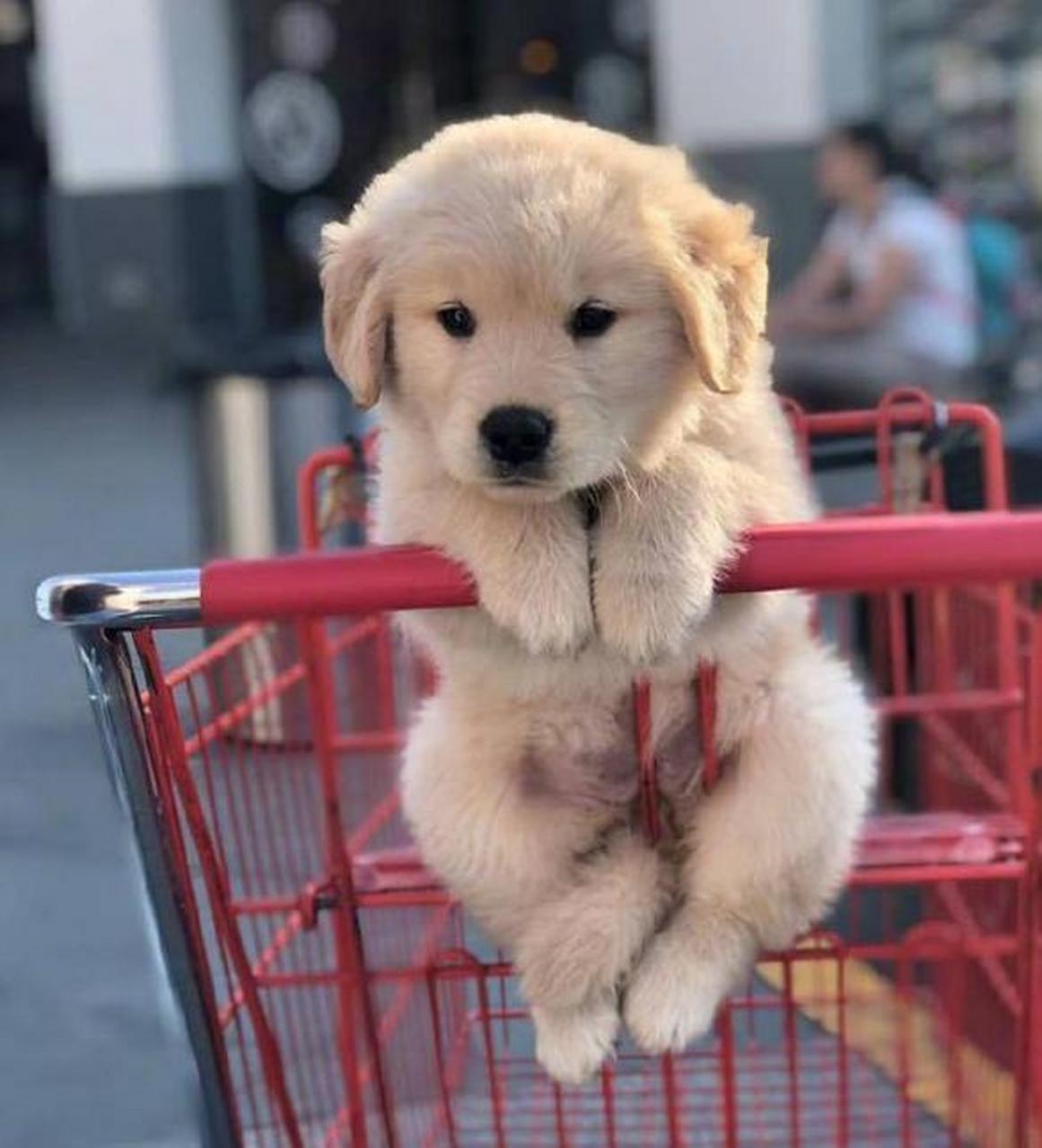 第一次出门逛超市的小金毛,对一切充满着好奇,好羡慕它的无忧无虑呀