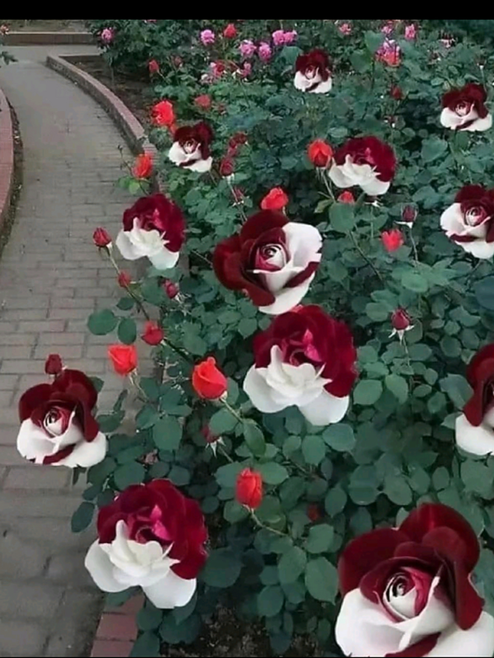 好漂亮的双色玫瑰