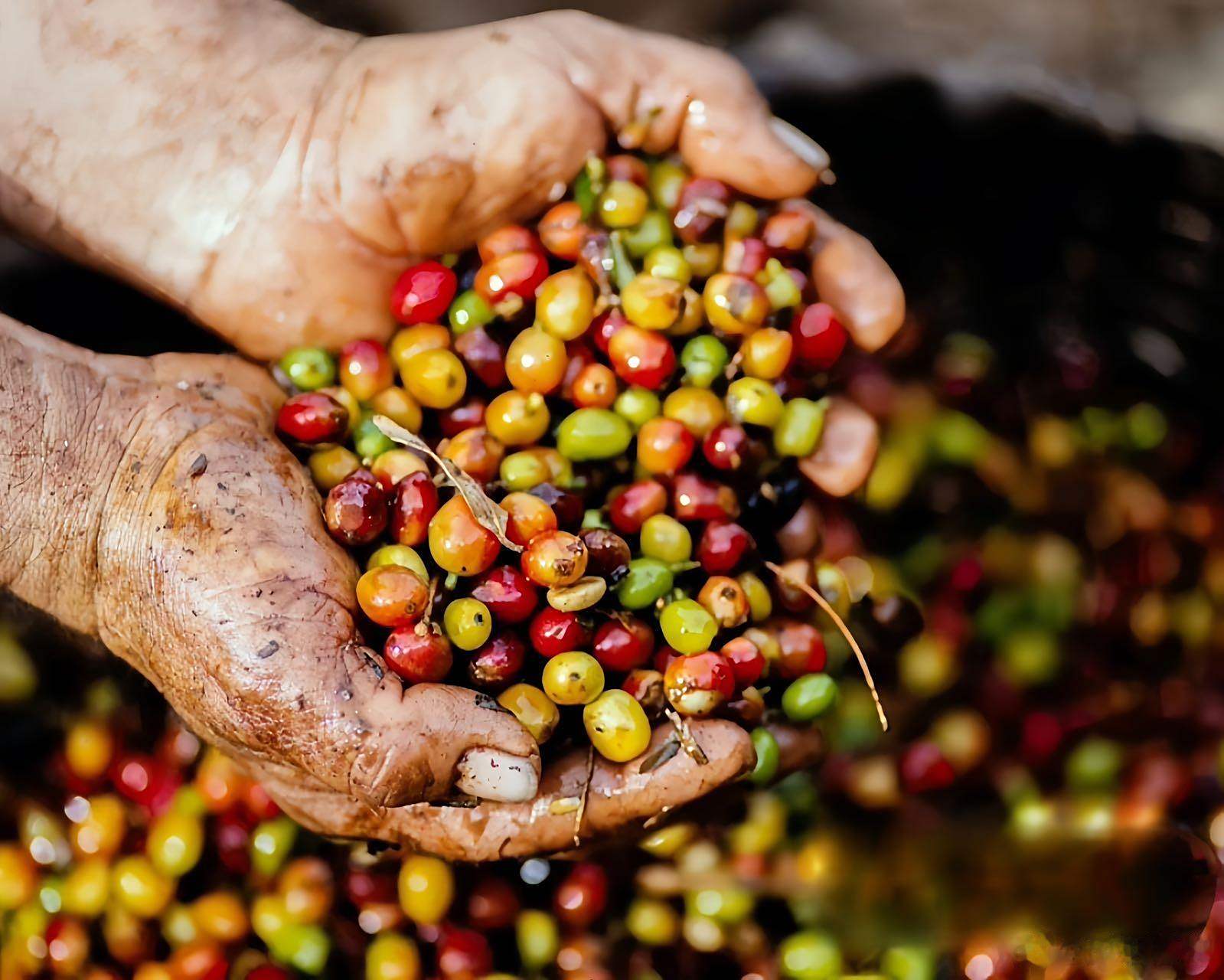 小粒咖啡豆"【品名】比顿咖啡意式阿拉比卡咖啡豆【售价】微博原价