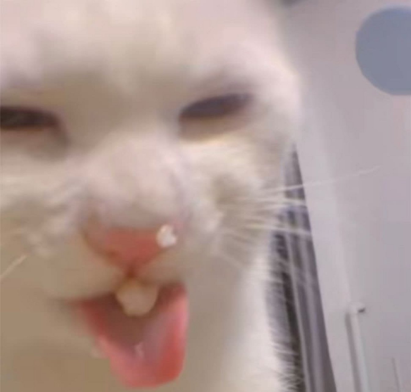 猫吃玉米会产生表情包[搞笑][捂脸]