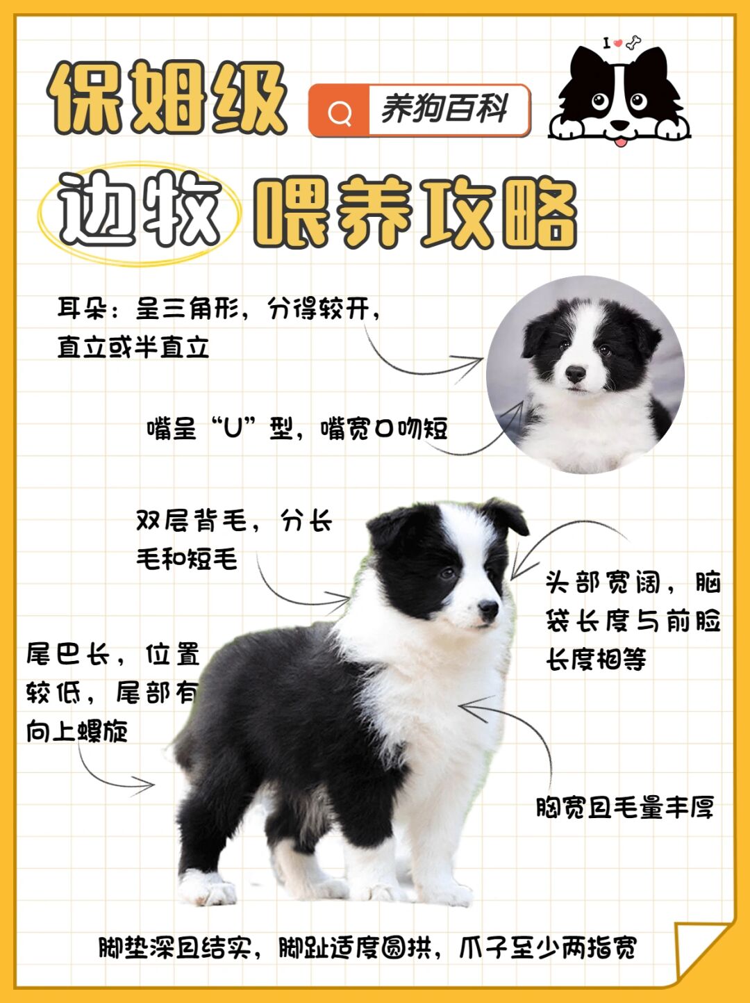 狗是狗,边牧是边牧.边牧在狗界智商排名第一,相当于一个6岁的小孩!