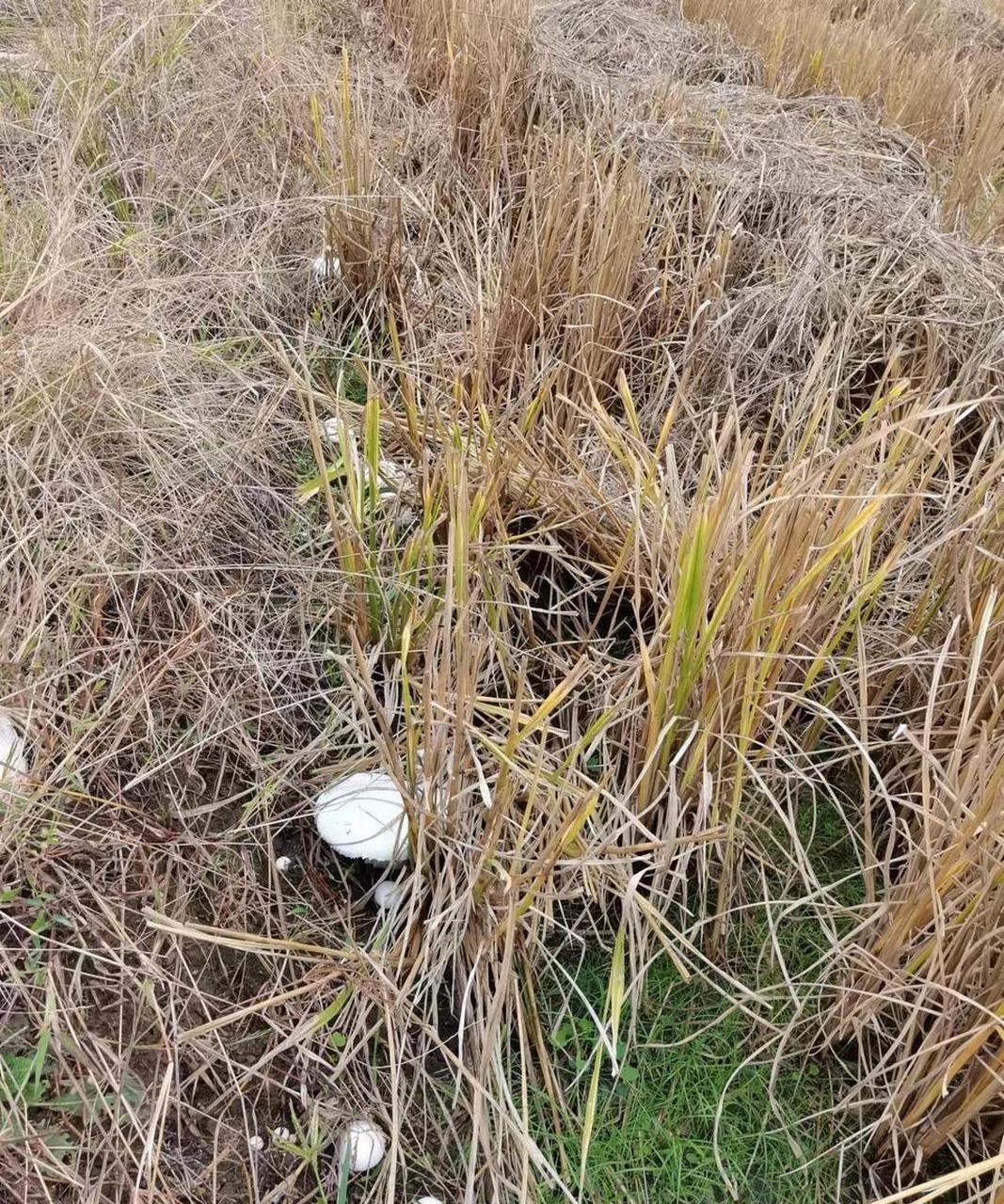 网友:稻田里的蘑菇,这是什么蘑菇,可以吃吗?