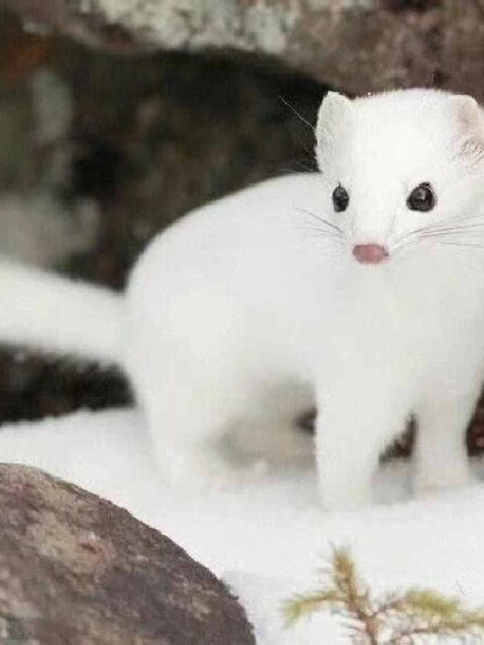 每天介绍一种生物|德拉科61马尔福  中文名:白鼬 学.