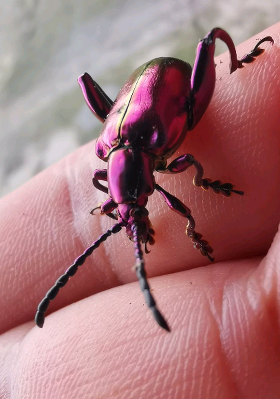 第一次看到这么好看的甲虫,养一只试试