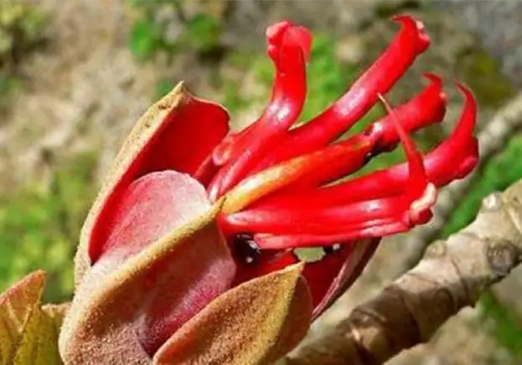 全球奇特植物之——恶魔之手 "恶魔之手"是锦葵科爪花树属的乔木植物