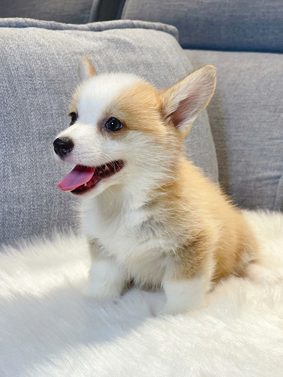 双色小短腿柯基  78柯基宝宝外观软萌,小短腿超级受欢迎,搭上肥臀