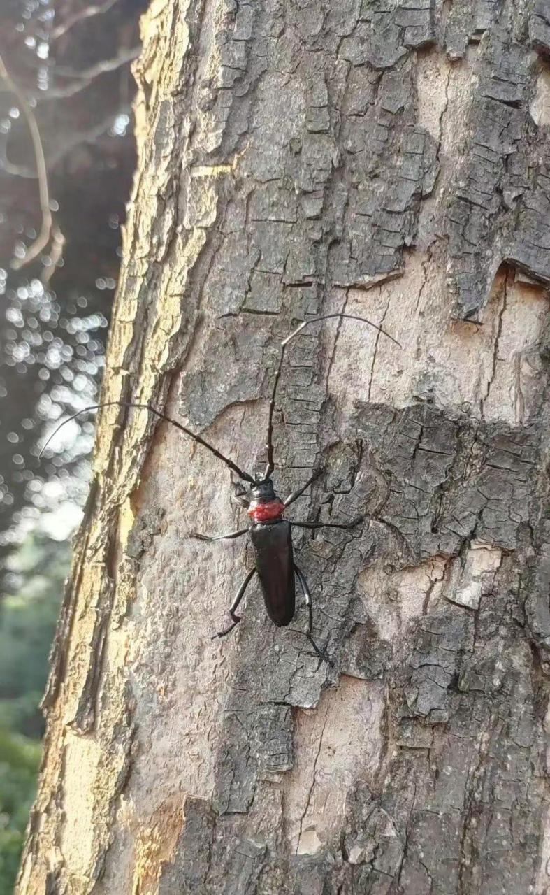 在线求答:这个昆虫你们那方言怎么叫[没眼看]