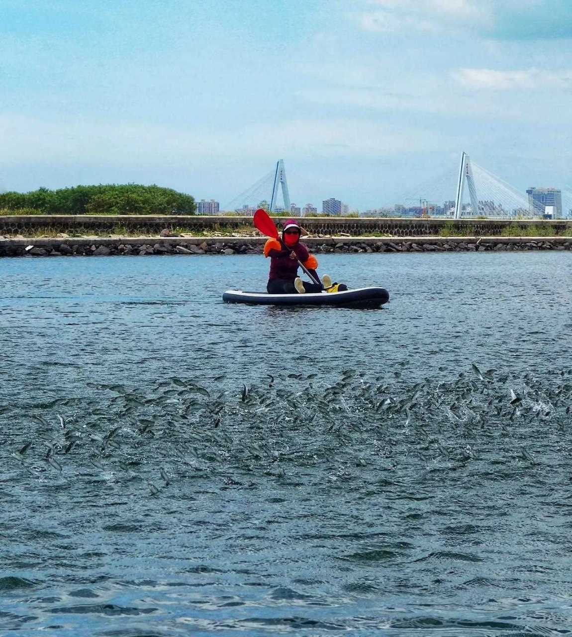 海口迎宾大道飞鱼图片