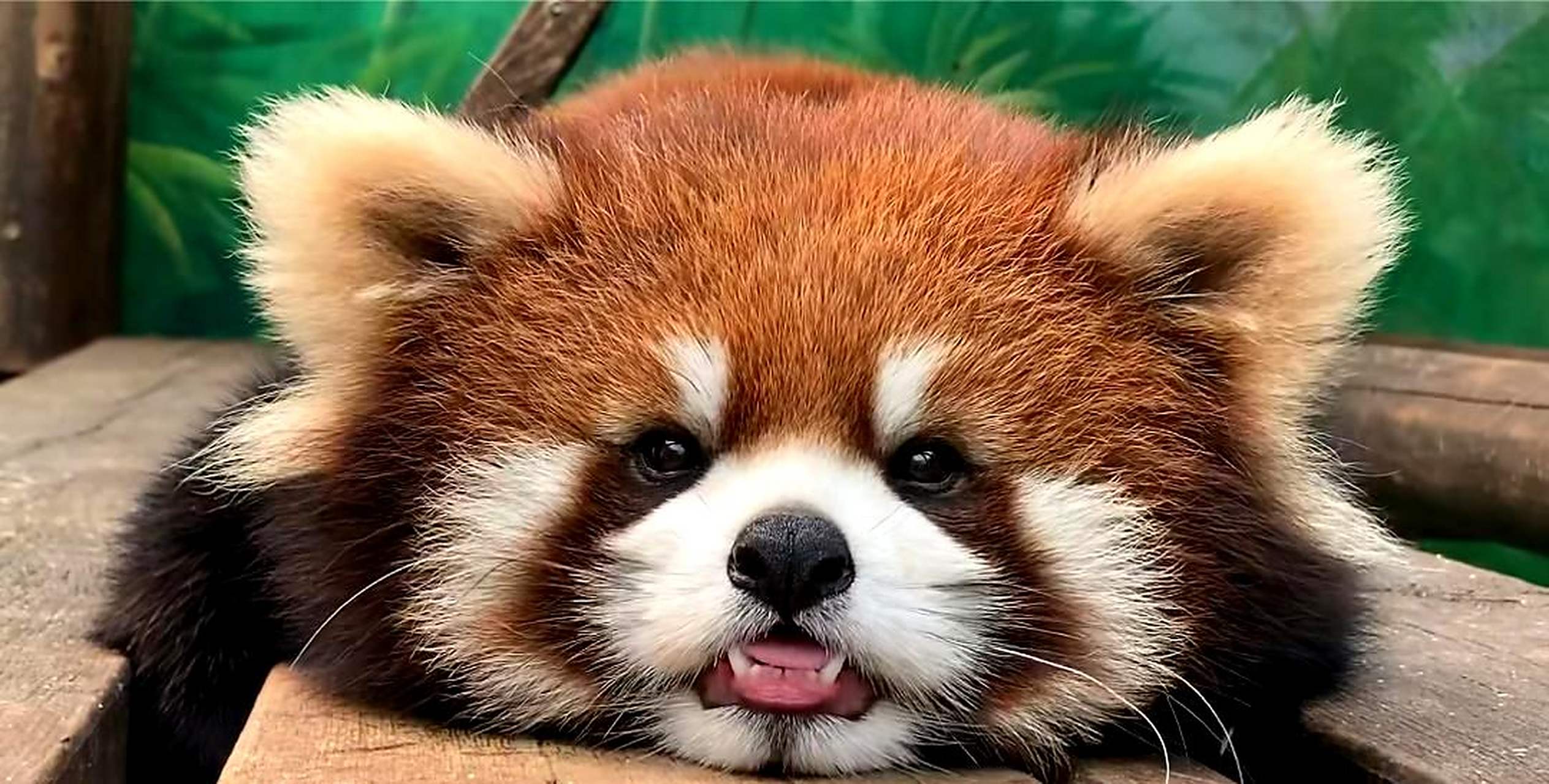 近距离观察小熊猫宝宝,让我心中充满了萌.