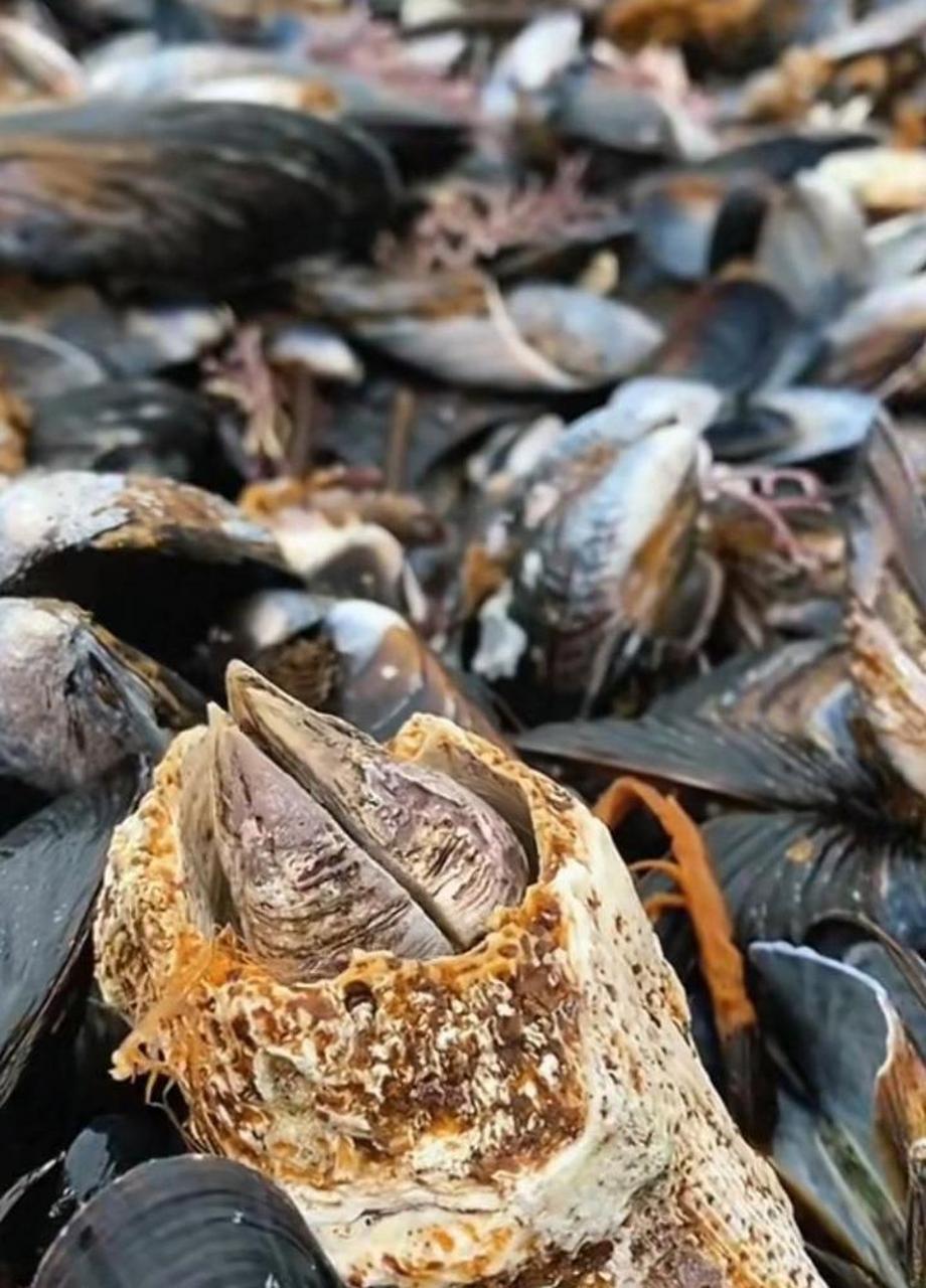 近距离看藤壶,才知道,它是多么可怕的生物