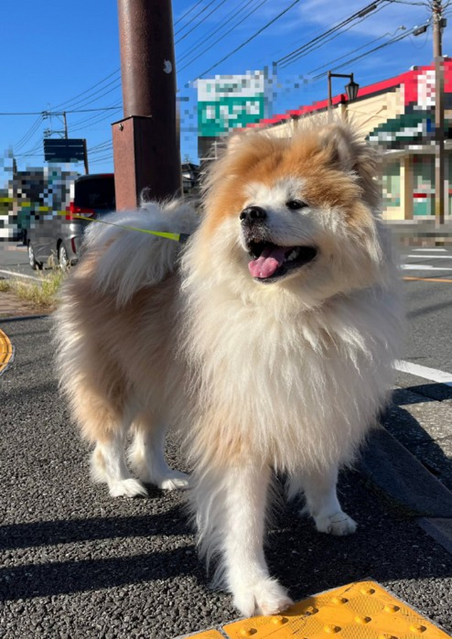 日本一名饲主养了一只秋田犬「爱子」,有着一身柔顺长毛的它,体重重达