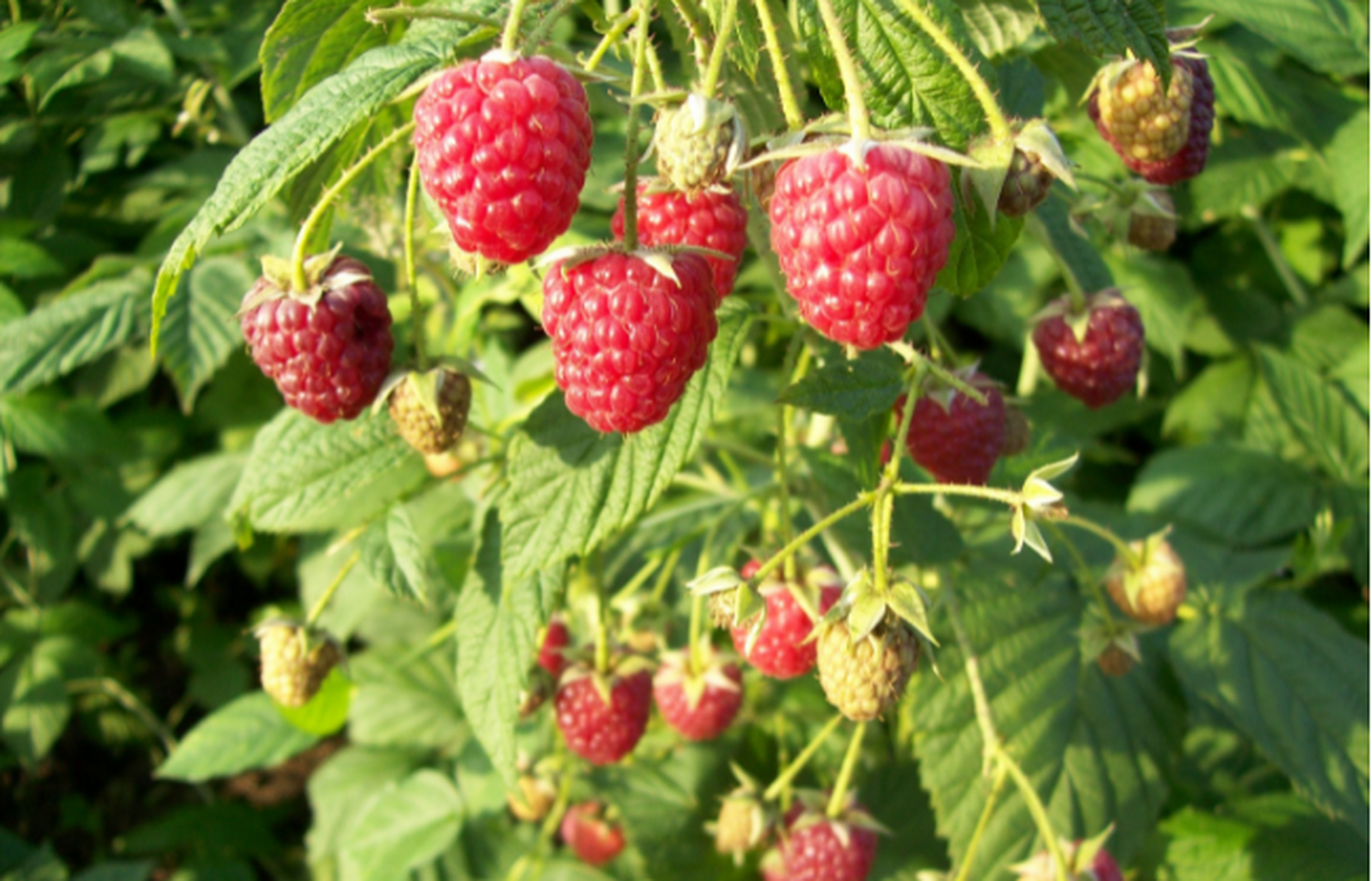 树莓也叫山莓或者三月泡,是一种野生植物,它的果实可以食用,也可以