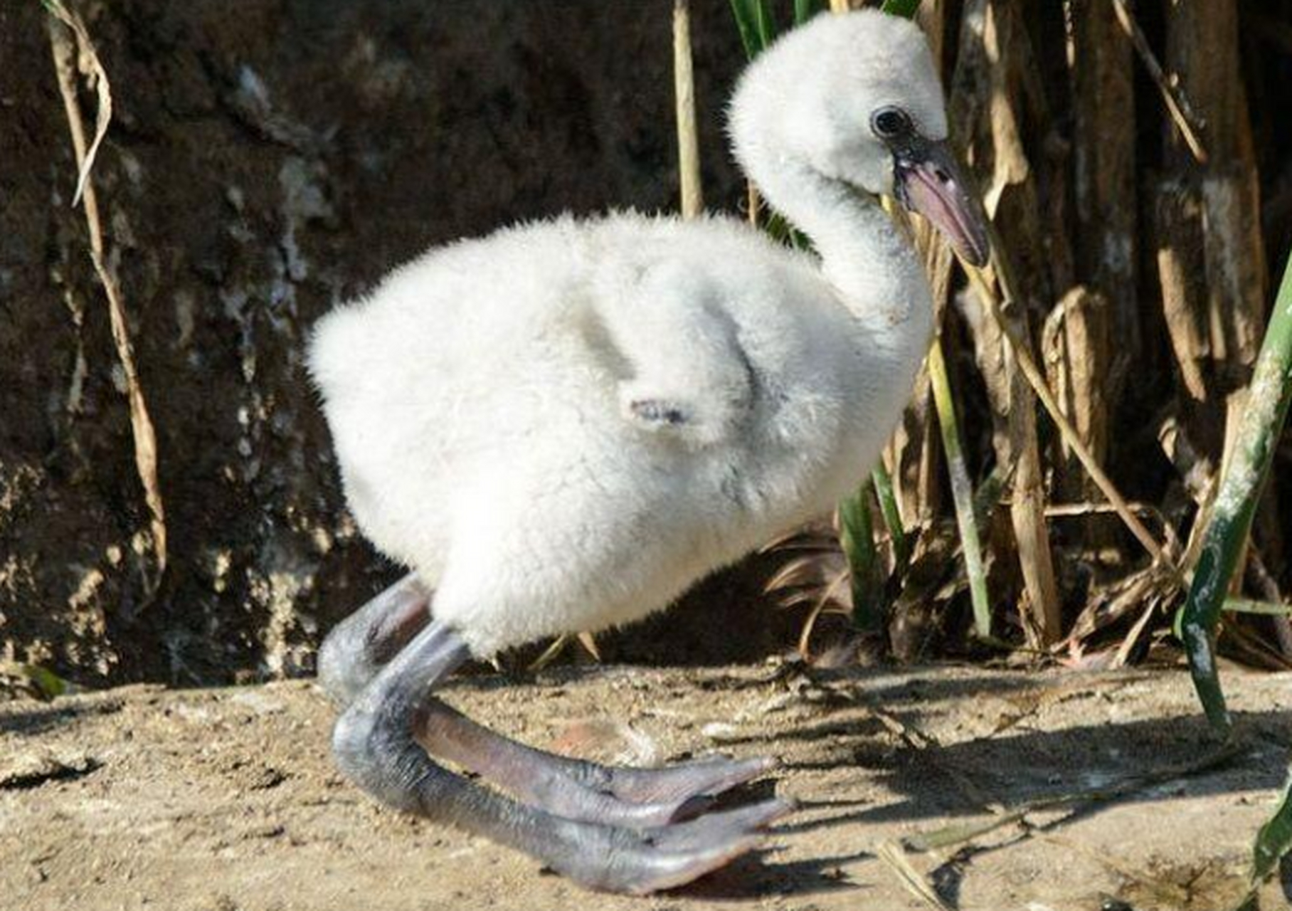 火烈鸟,小时候的火烈鸟其实是灰色的,它们的食物中含有大量的红色色素