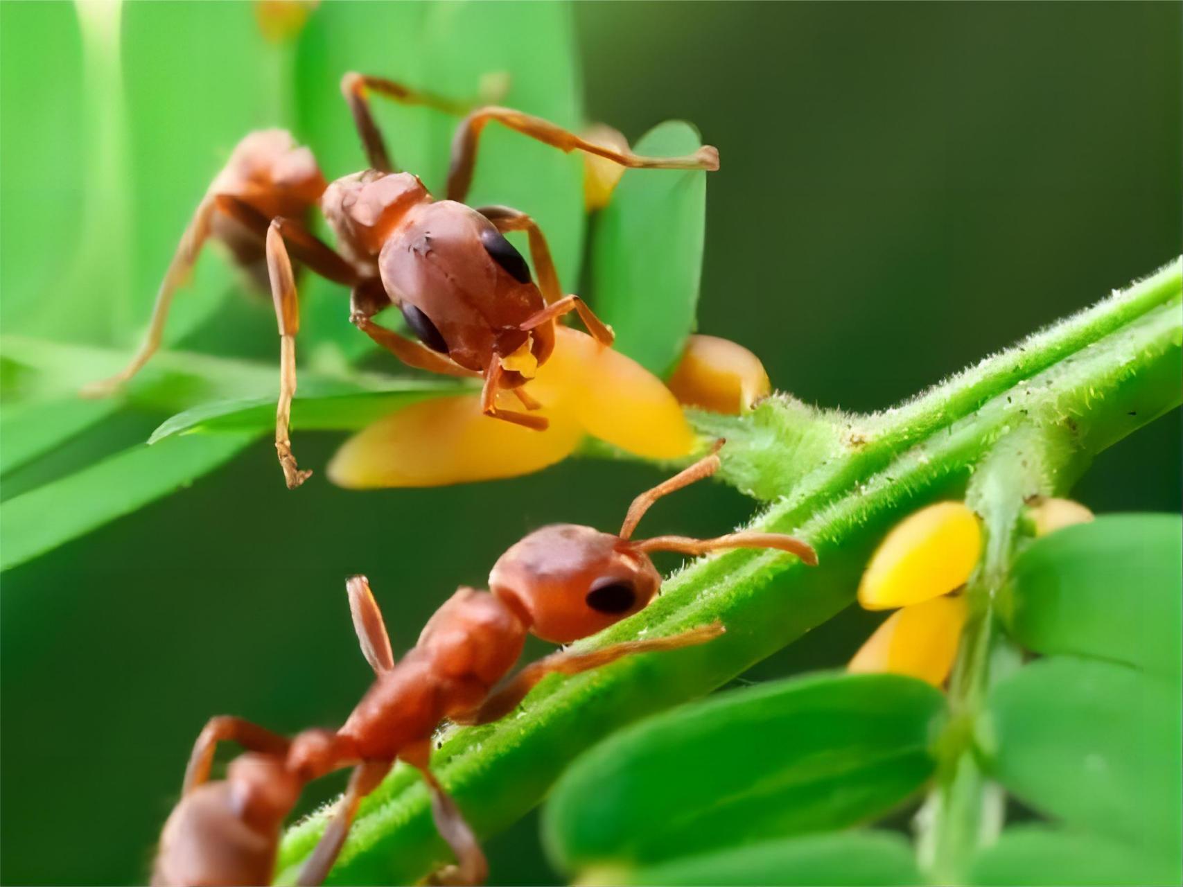 蚂蚁的集体主义社会       蚂蚁是一种以集体智慧为基础的昆虫,它们