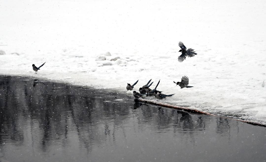 嬉雪戏水,鹊舞冬趣 12月19日,沈阳北陵公园,一群喜鹊在雪后的河边飞上