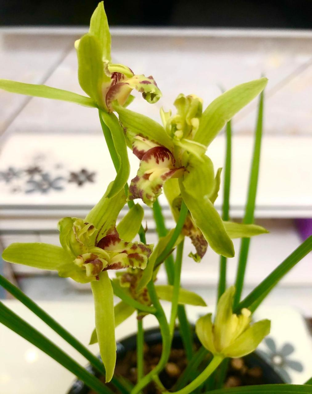 漂亮的蕙兰玉祥牡丹,香味浓郁!  #我的植物朋友#  #春日赏花季