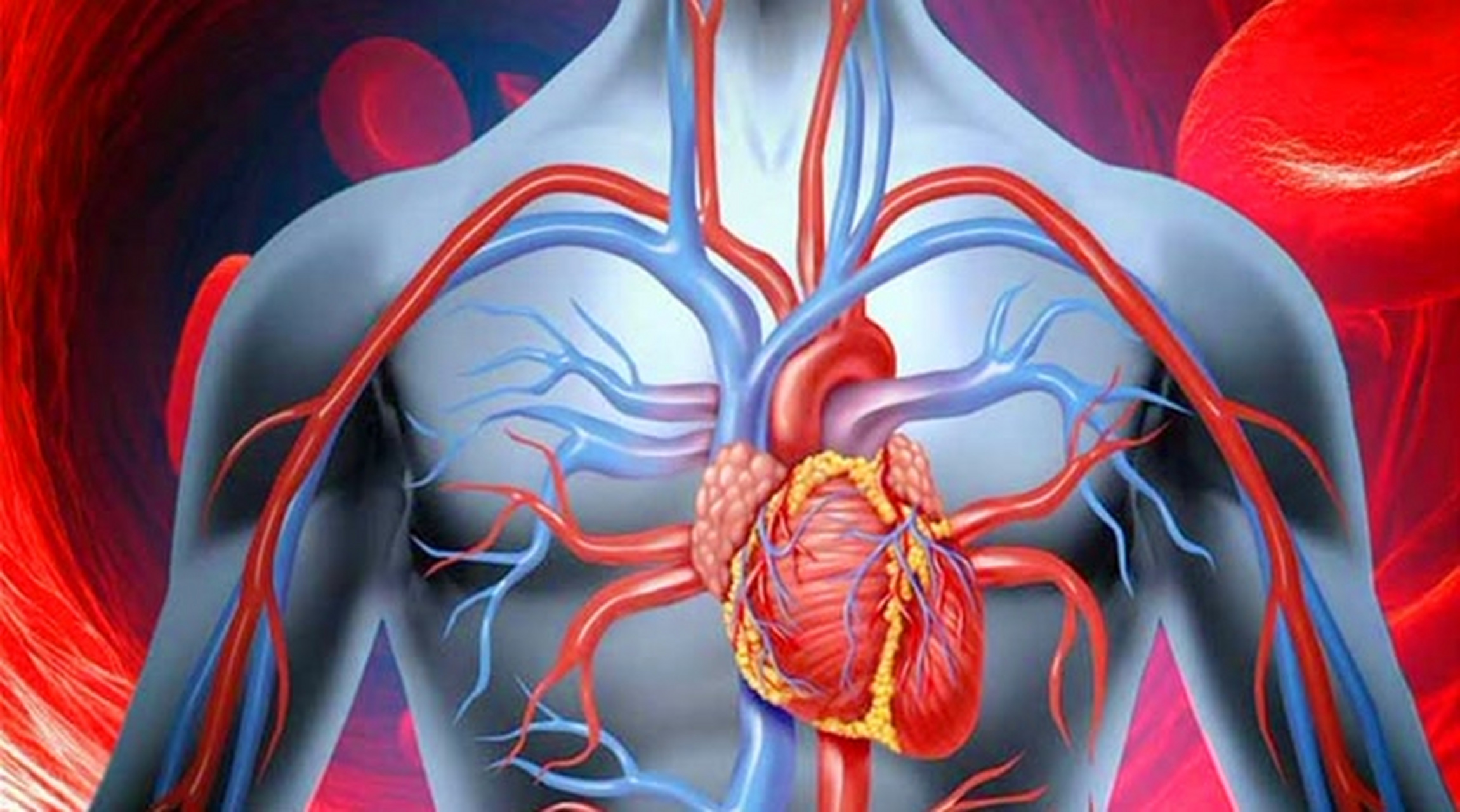 【心脏的重要性】 心脏是我们身体中最重要的器官之一,它的重要性可谓