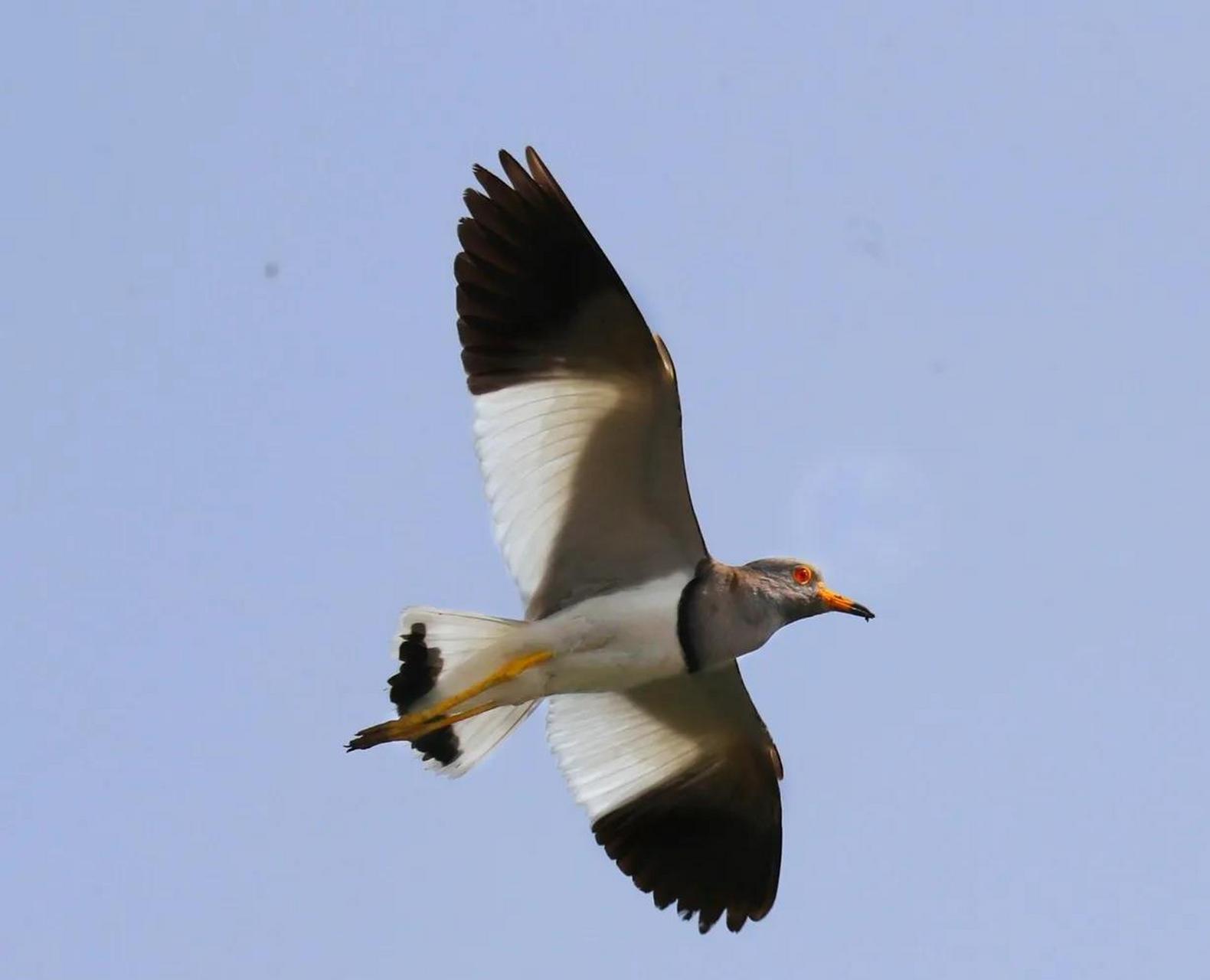 而麦鸡飞版还比较近些,相对好拍些.