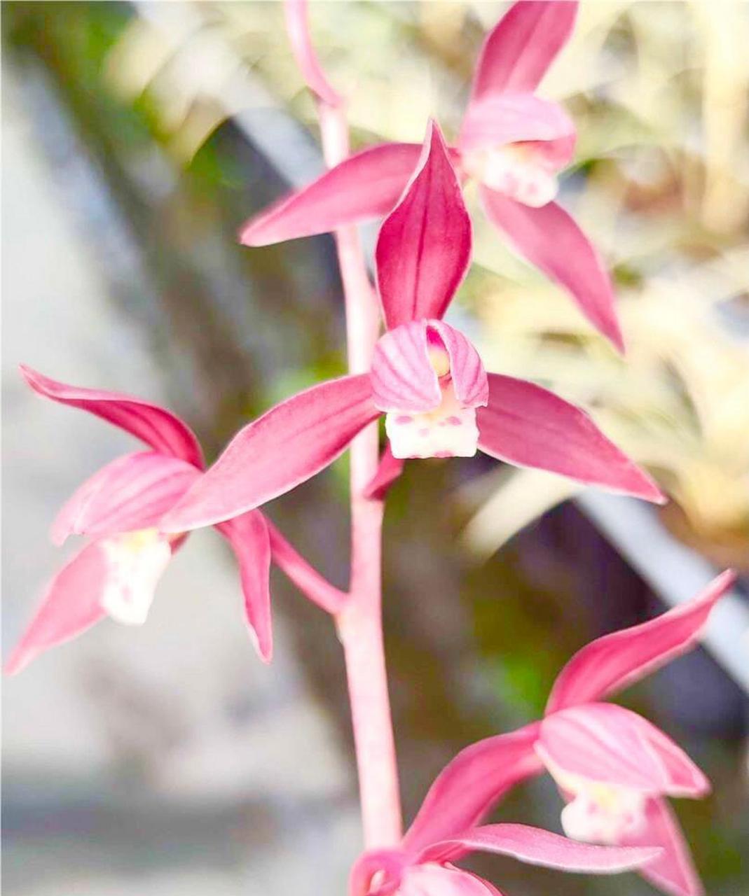 秋榜胭脂红花,小草大花,花开工整 福建漳州汇翠兰苑开的秋榜胭脂红花