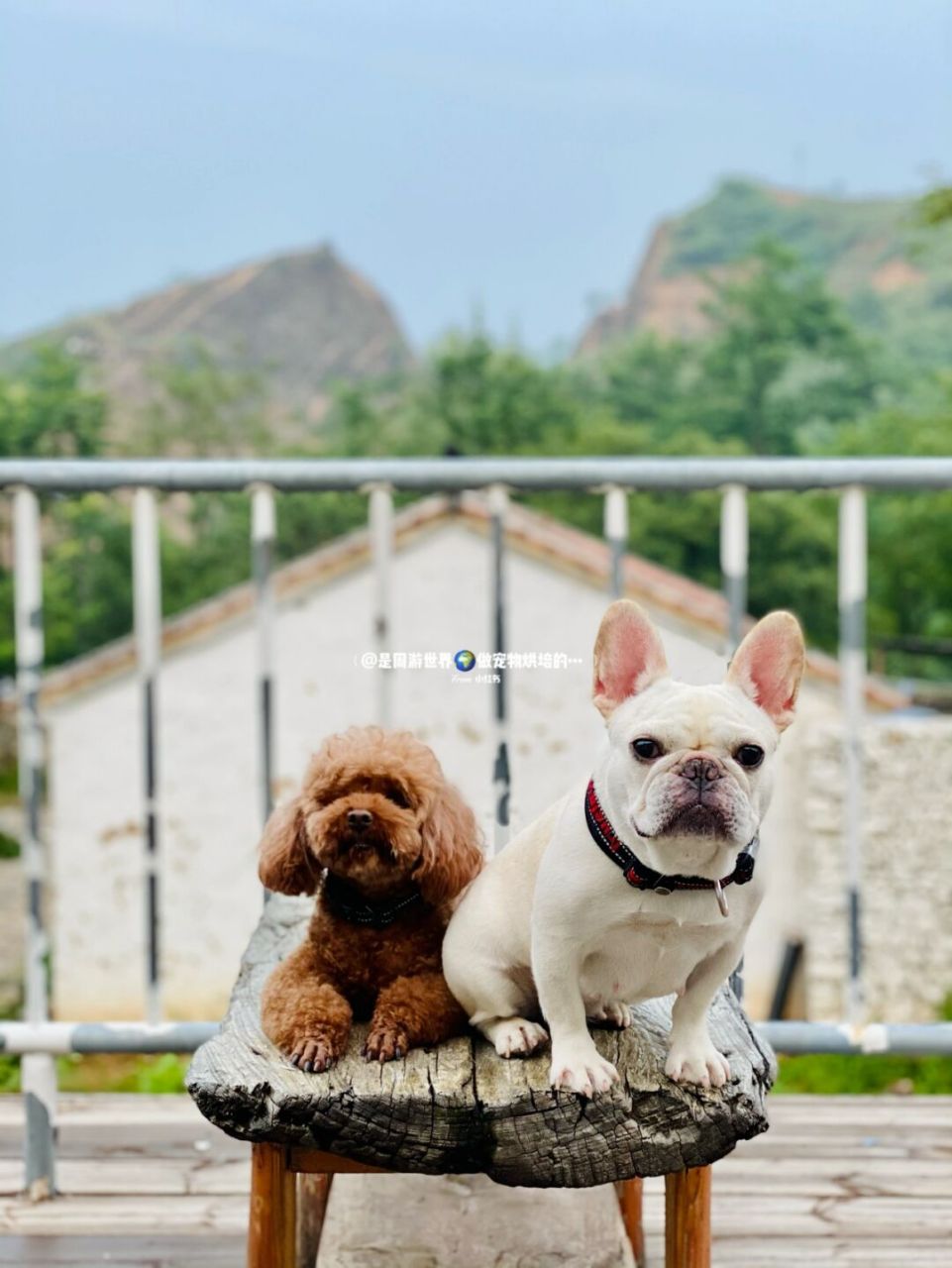 打算弄个泰迪群,大家一起交流组织活动搞起来哇 已有一个法斗群,欢迎