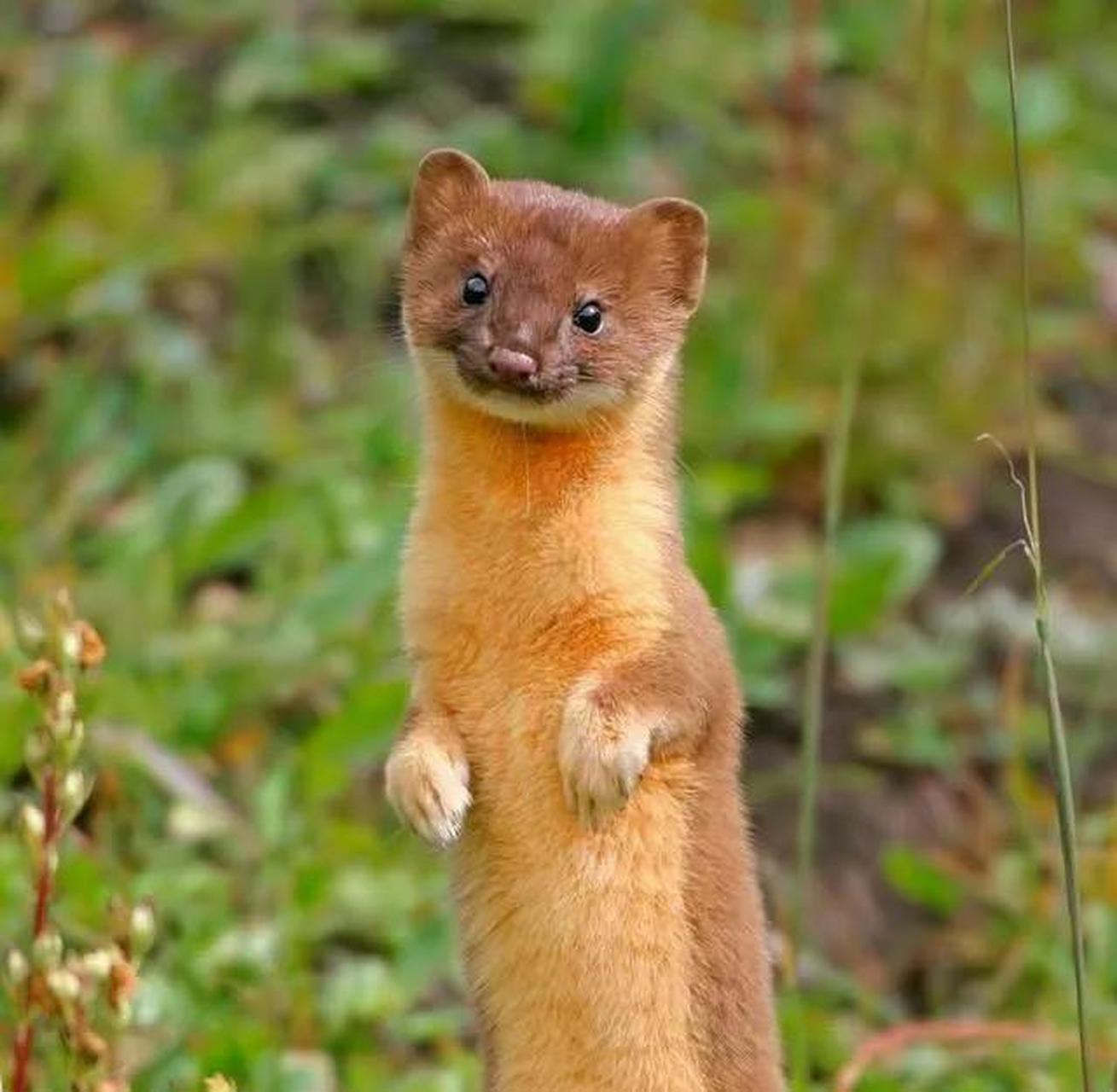 黄皮子看独胆(2023已更新(百科/知乎)-第2张图片-西安论坛资讯