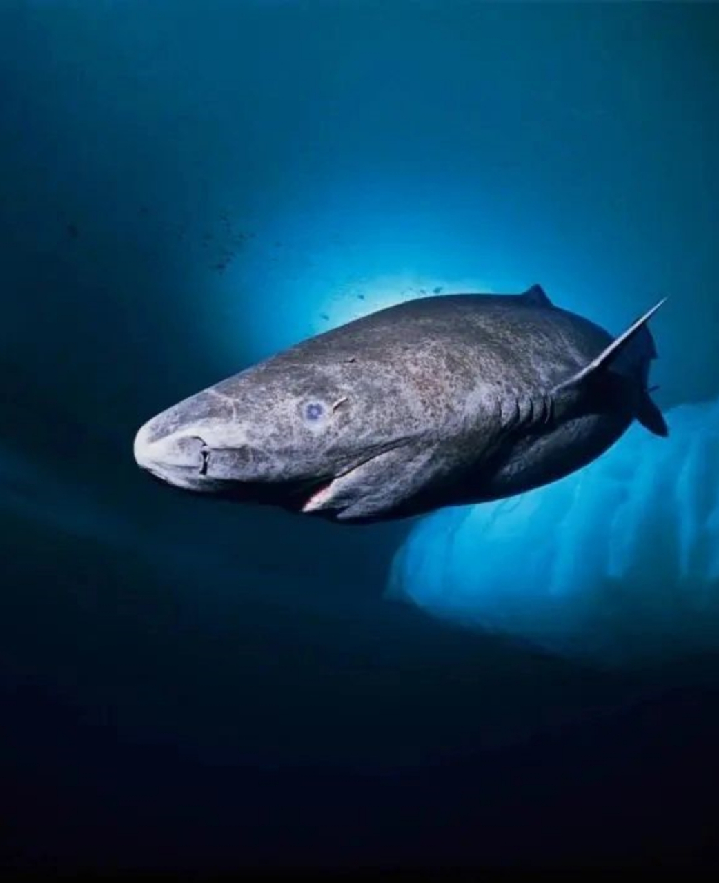 我爱滴海洋霸主～鲨鱼们00top10  	 我比较喜欢滴,排名不分前后～ 1