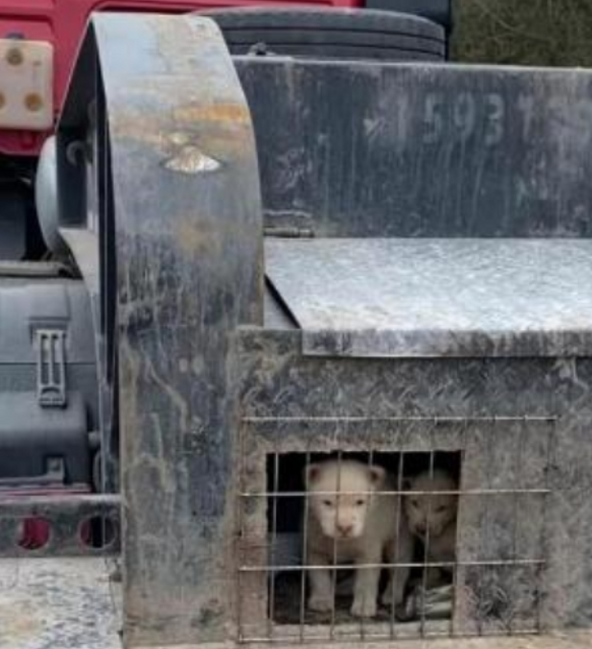 狗子向往自由的眼神,可怜