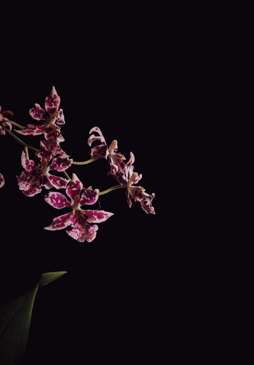 我喜欢养花,养了各种各样的花,文心兰,石斛兰