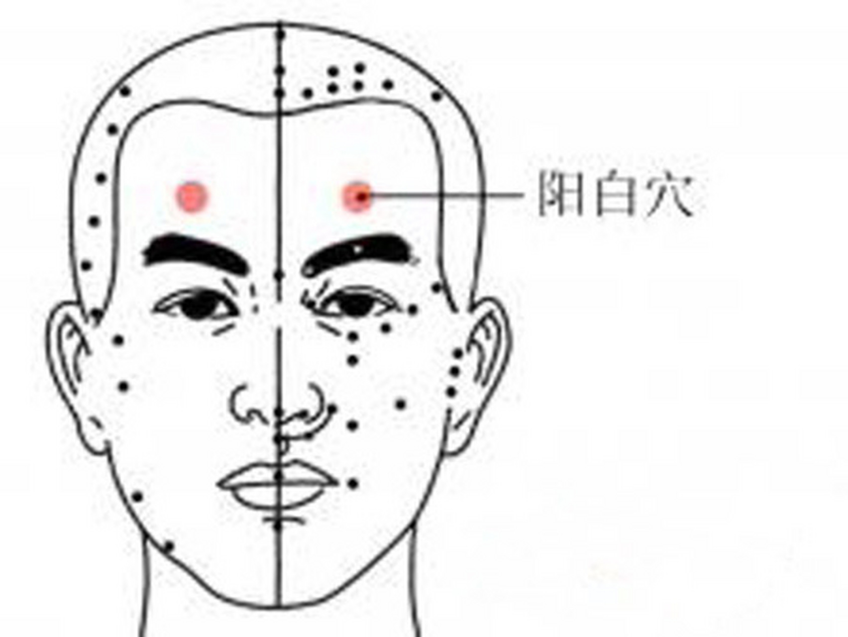 阳白穴:缓解眼疲劳#穴位# 阳白穴:阳的含义是指天部的阳气,白的意