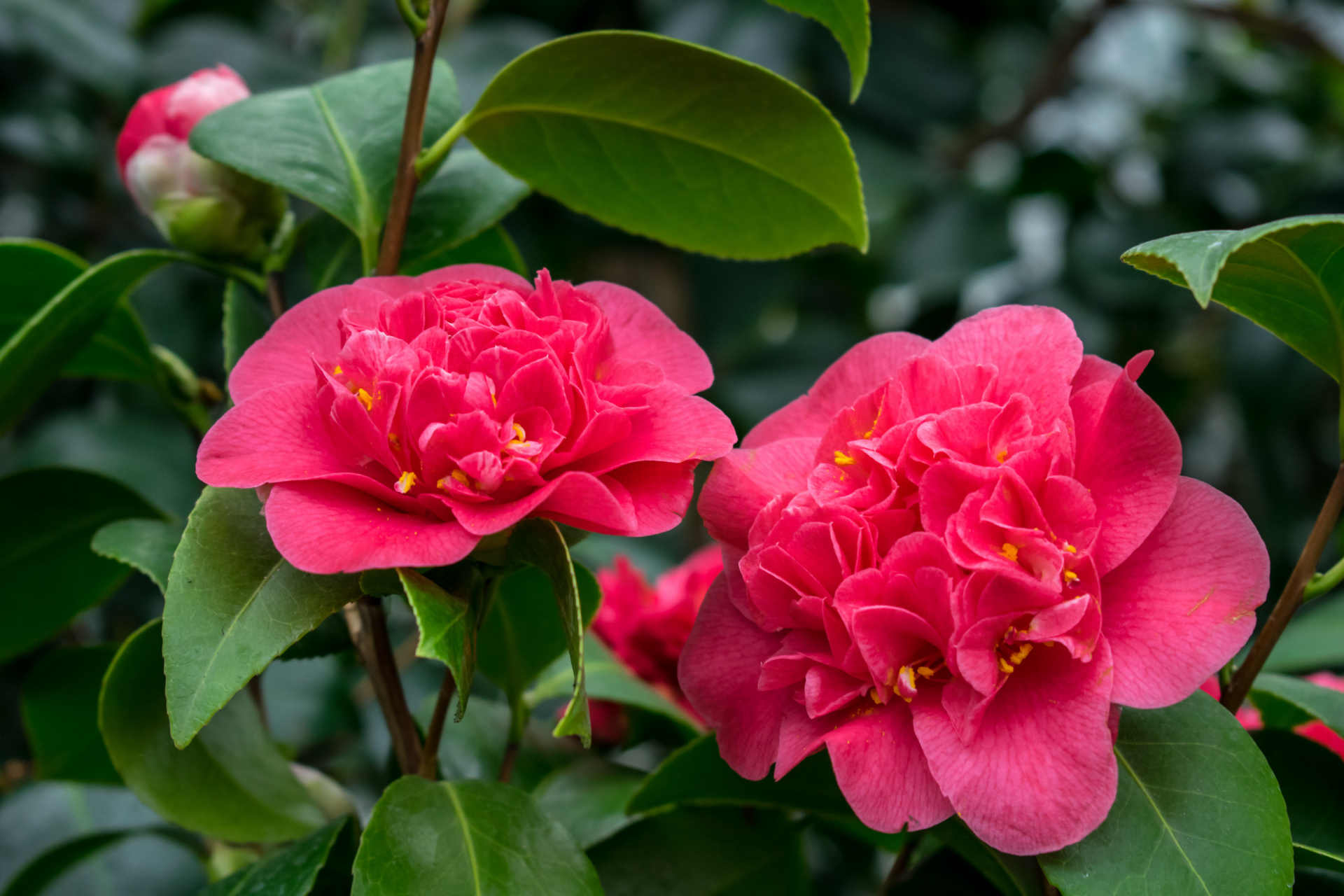 无论是白雪皑皑的冬日还是春日暖阳,山茶花都独自绽放,花瓣如锦,色泽