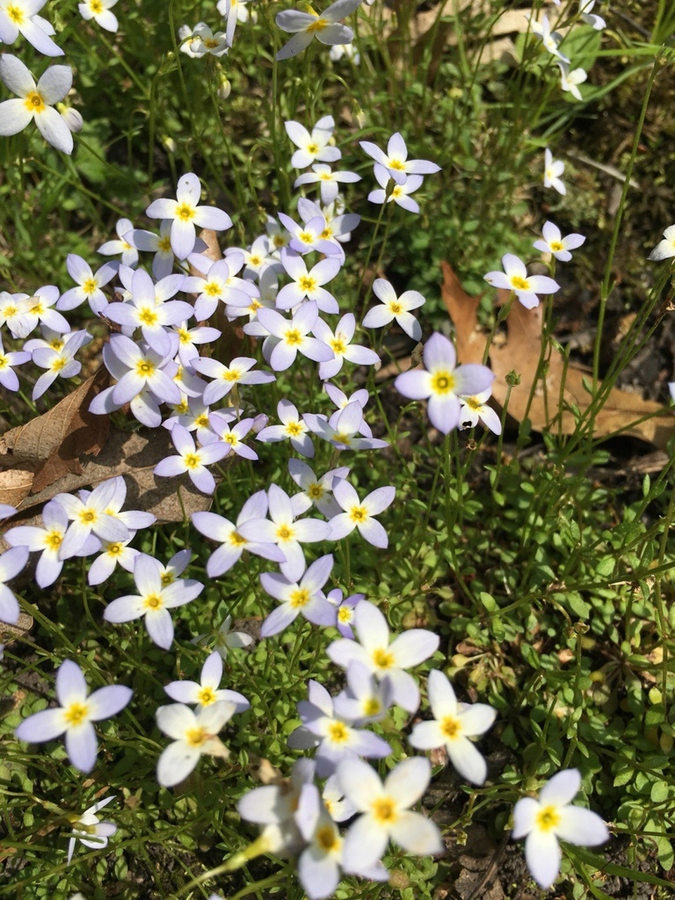 又一款迷你爆花神器加入微景观行列北美耳草 蓝花美耳草 houstonia