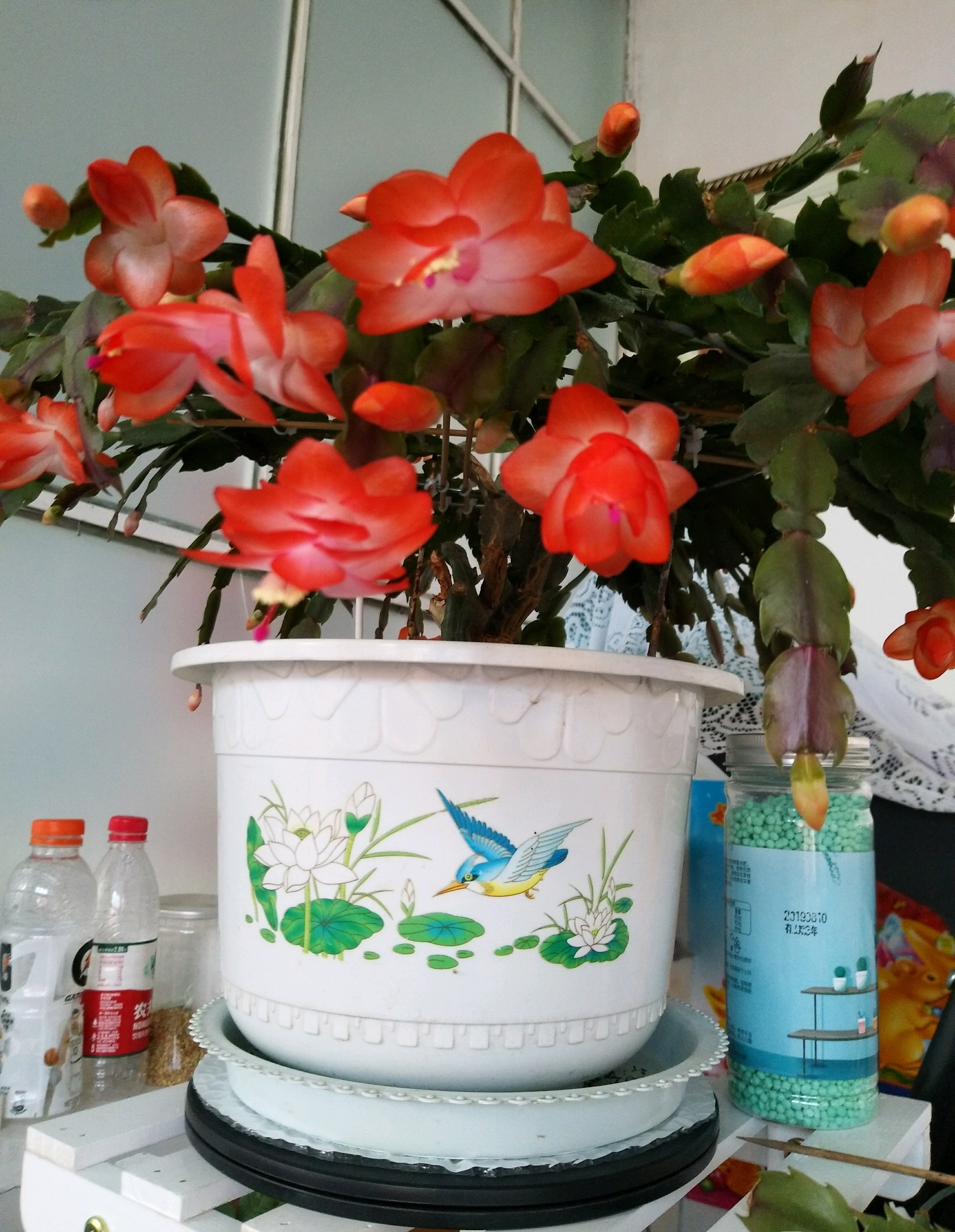 蟹爪兰"海滨舞者"(简称海滨)开花图,特别喜欢这种艳而不俗的,花朵姿态