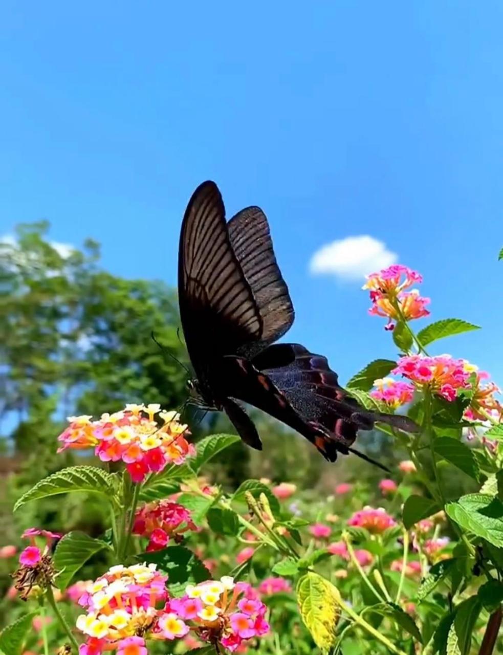 网友:嘿,我发现了一只黑蝴蝶!它是不是应该都是花蝴蝶比较多?