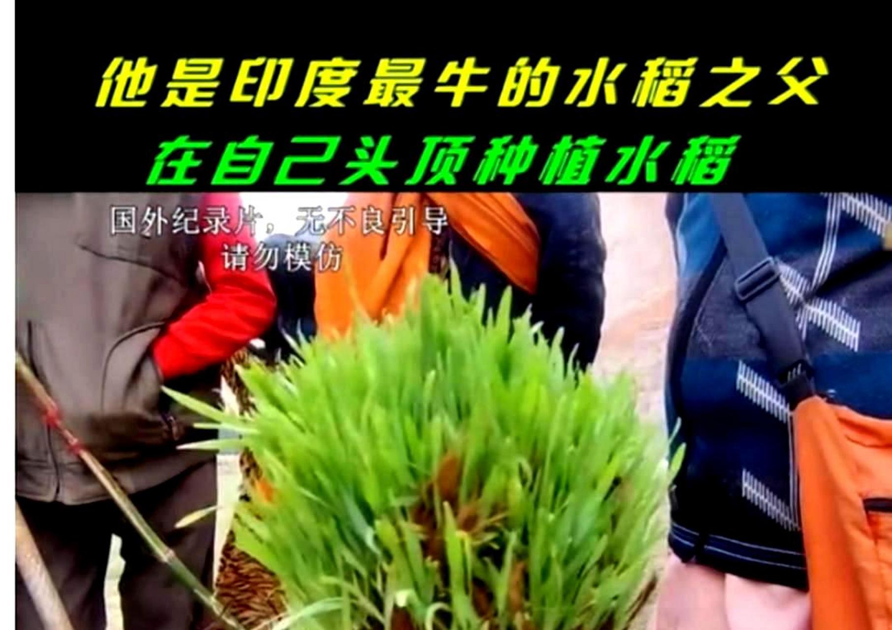 印度水稻之父在自己头上种水稻,令人惊叹不已.