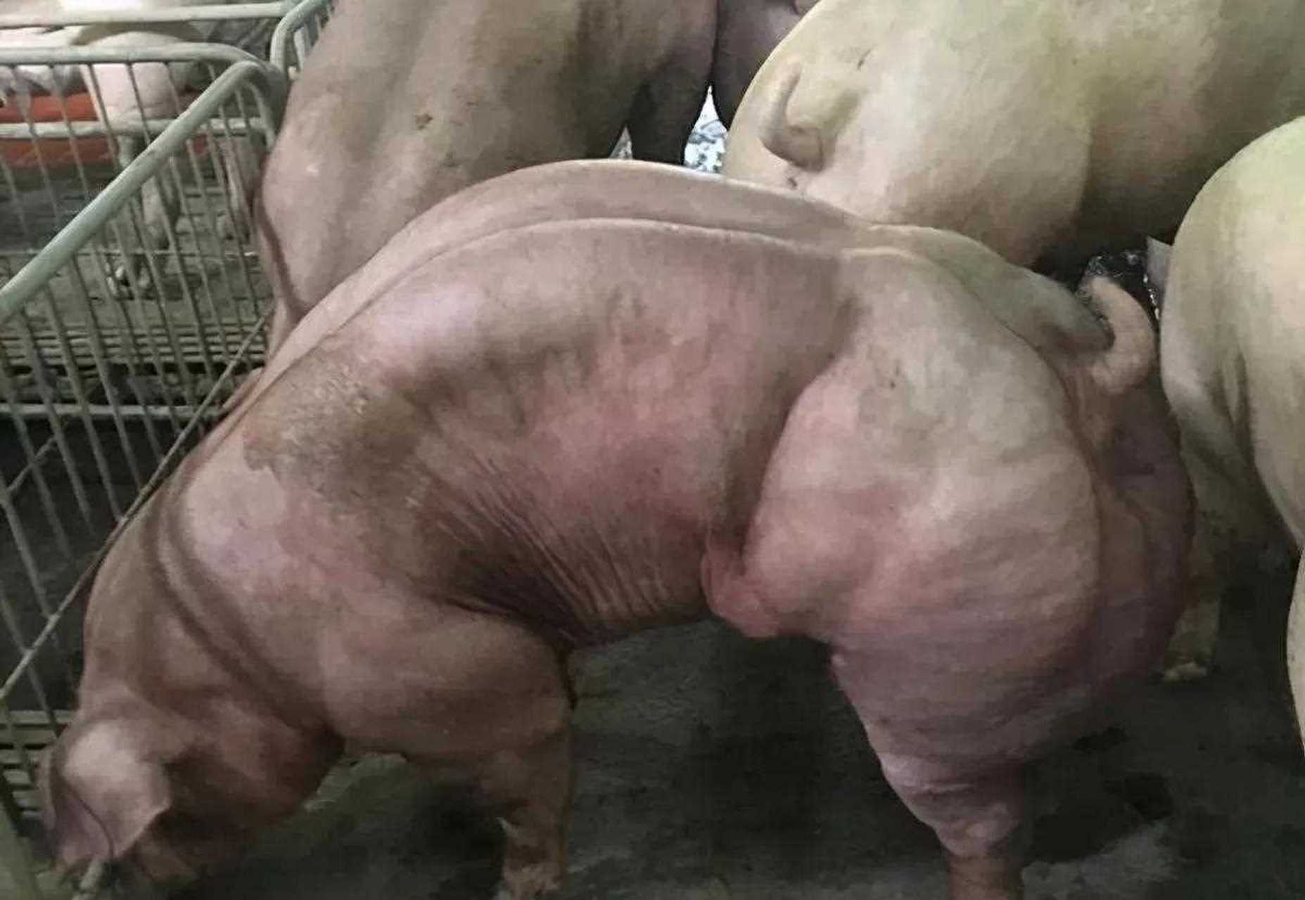 变异"肌肉"猪:其体型强壮,肌肉硕大,堪称最强壮的猪,满身肌肉.