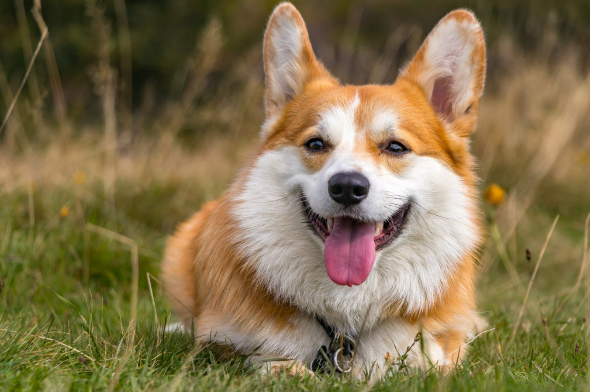 为什么狗狗会保护孩子 狗狗会保护孩子的行为可能是因为以下原因: 1.