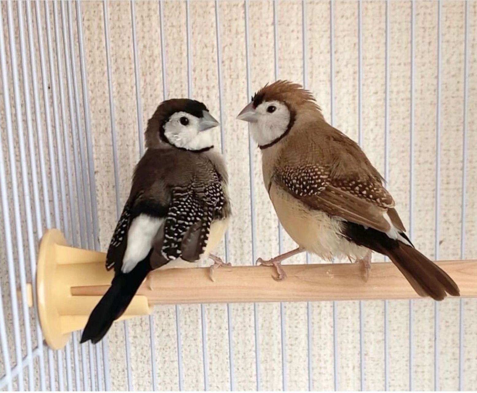 它属于梅花雀科～这一科超多可爱的小型家养鸟,比如文鸟,十姐妹鸟